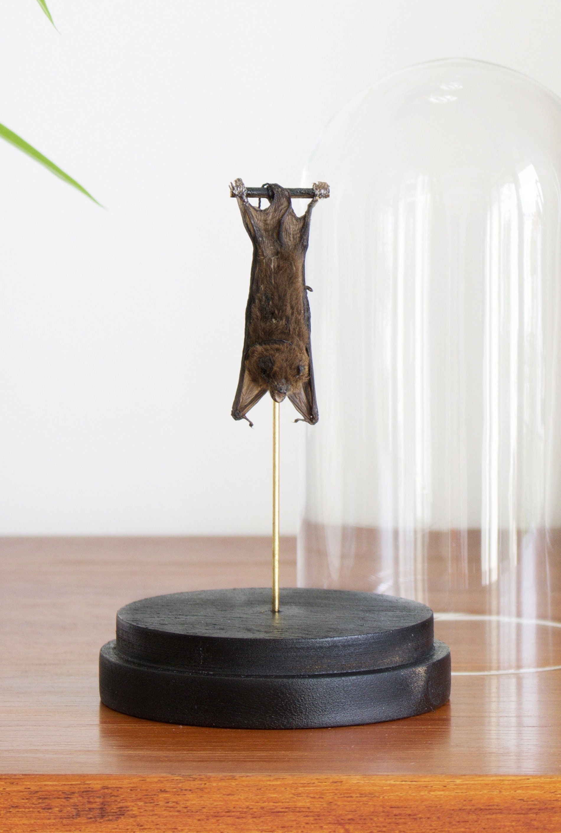 Chauve Souris Pipistrelus Sp. de Java Naturalisée Sous Globe Contemporain- Cabinet Curiosités - Ento