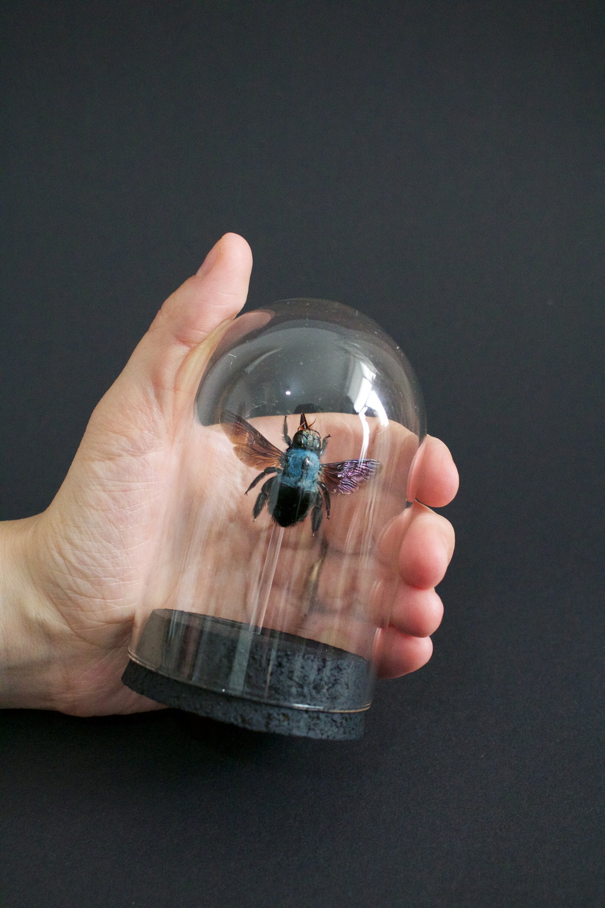 Magnifique Xylocopa Latipes Sous Globe Socle Liège Noir - Best Offer Cadeau Anniversaire St Valentin