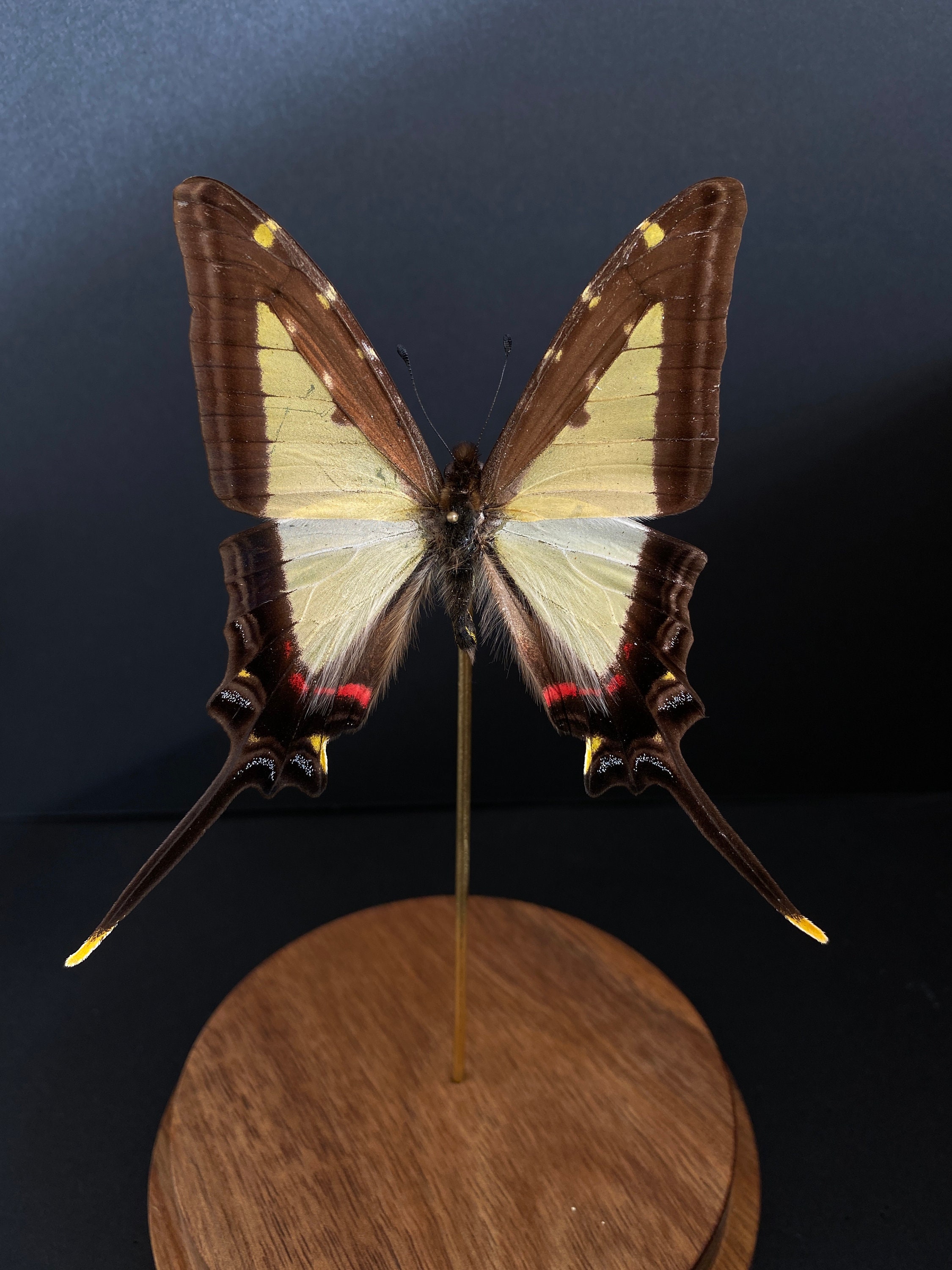 Véritable Papillon Exotique Protographium Leucaspis Lamidis de Colombie Sous Globe Contemporain-Cabi