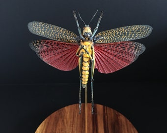 Exotic grasshopper Phymateus saxosus of Madagascar naturalized under glass bell and wooden base-Cabinet Curiosite-Entomologie