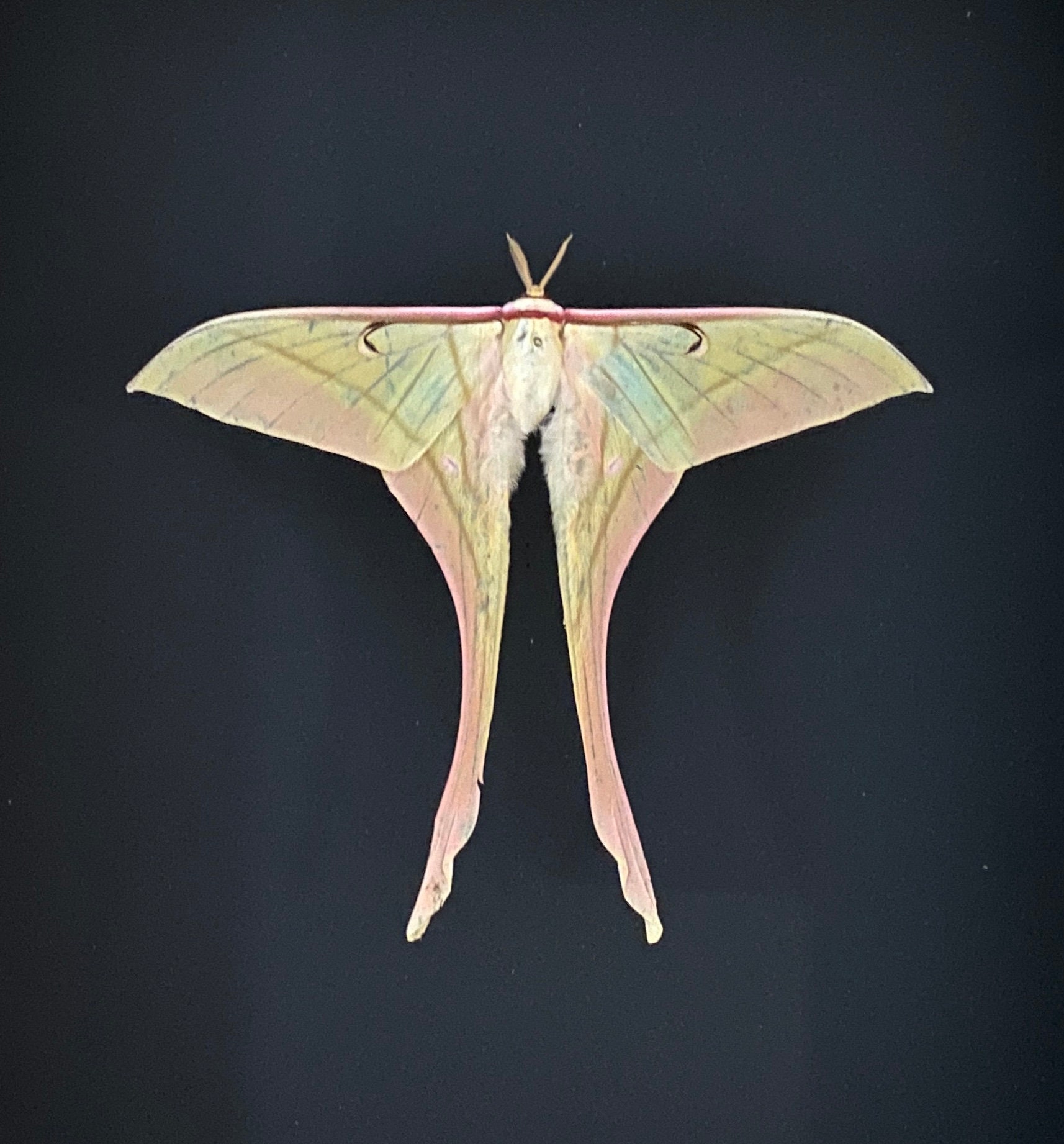 Véritable Papillon Lune Actias Rhodopneuma de Chine Naturalisé Sous Splendide Caisson Luxe Bois Noir