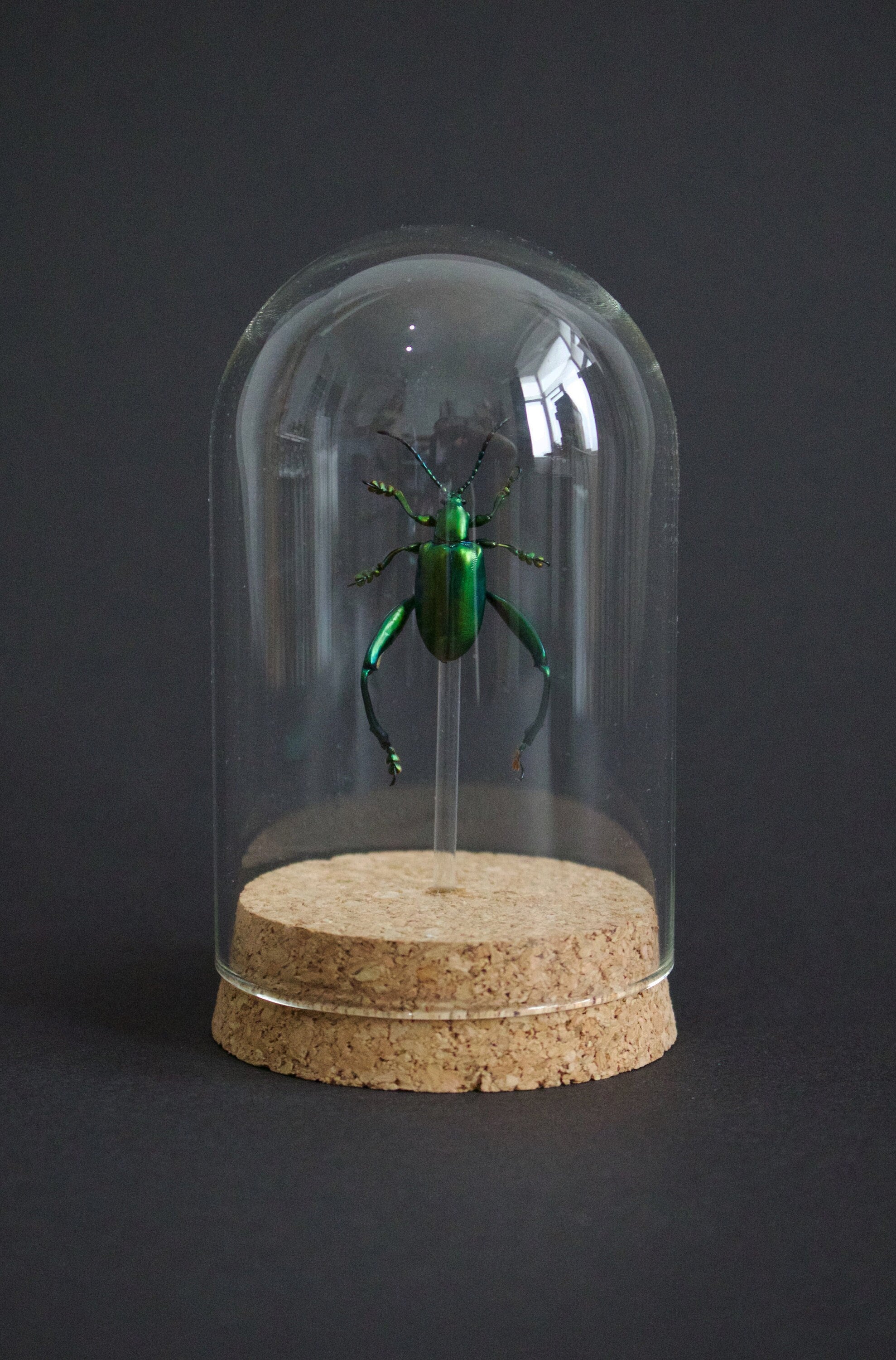 Magnifique Sagra Longicollis Vert Sous Globe Socle Liège Naturel - Best Offer Cadeau Anniversaire St