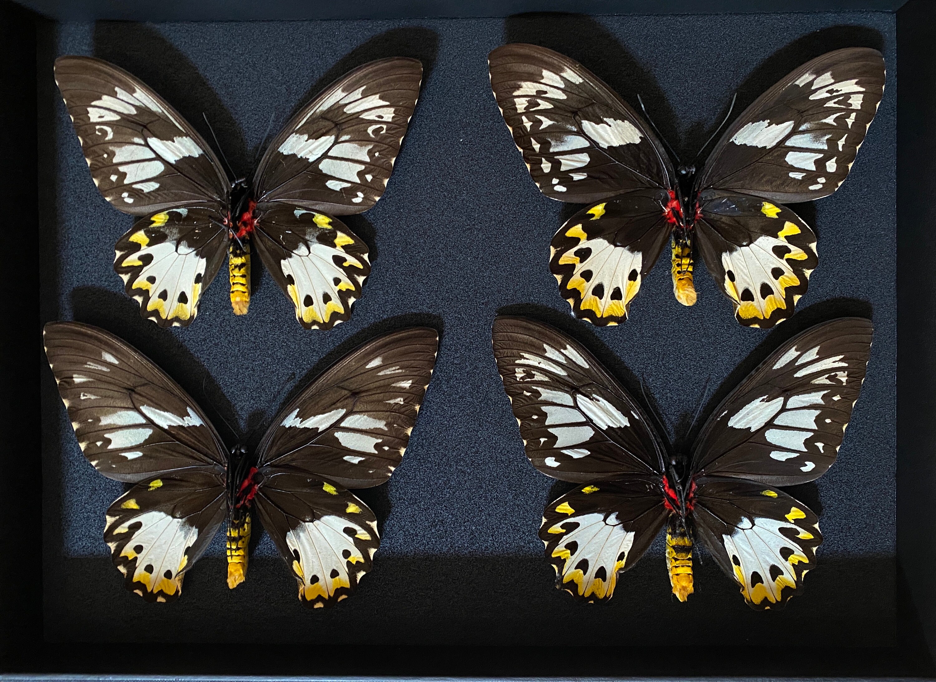 Coffret Déco d'entomologie Vitré avec 4 Papillons Véritables Ornithoptera Priamus Femelles Naturalis