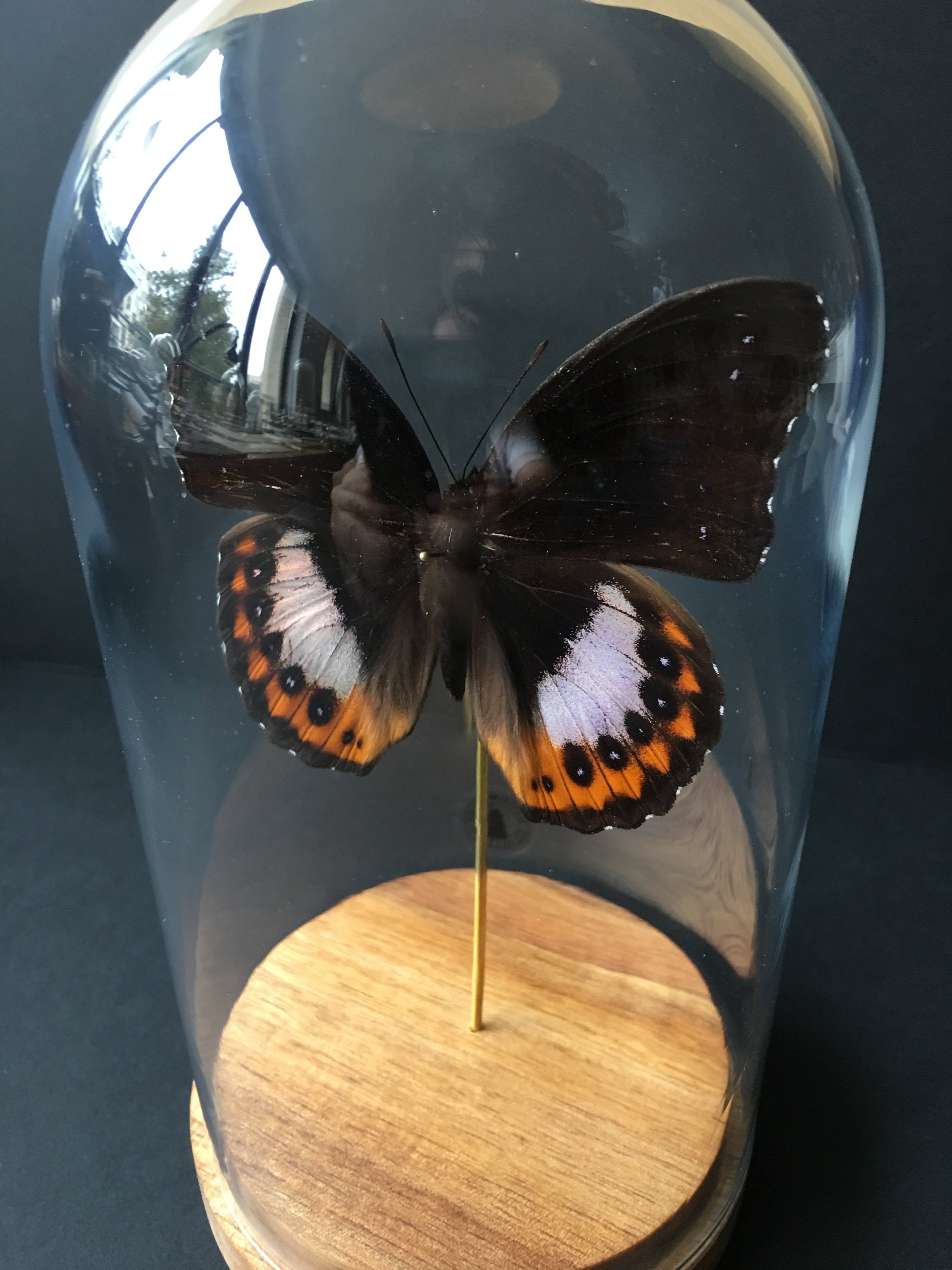 Véritable Papillon Exotique Hypolimnas Pandarus de Ceram Sous Globe Contemporain-Cabinet Curiosités-