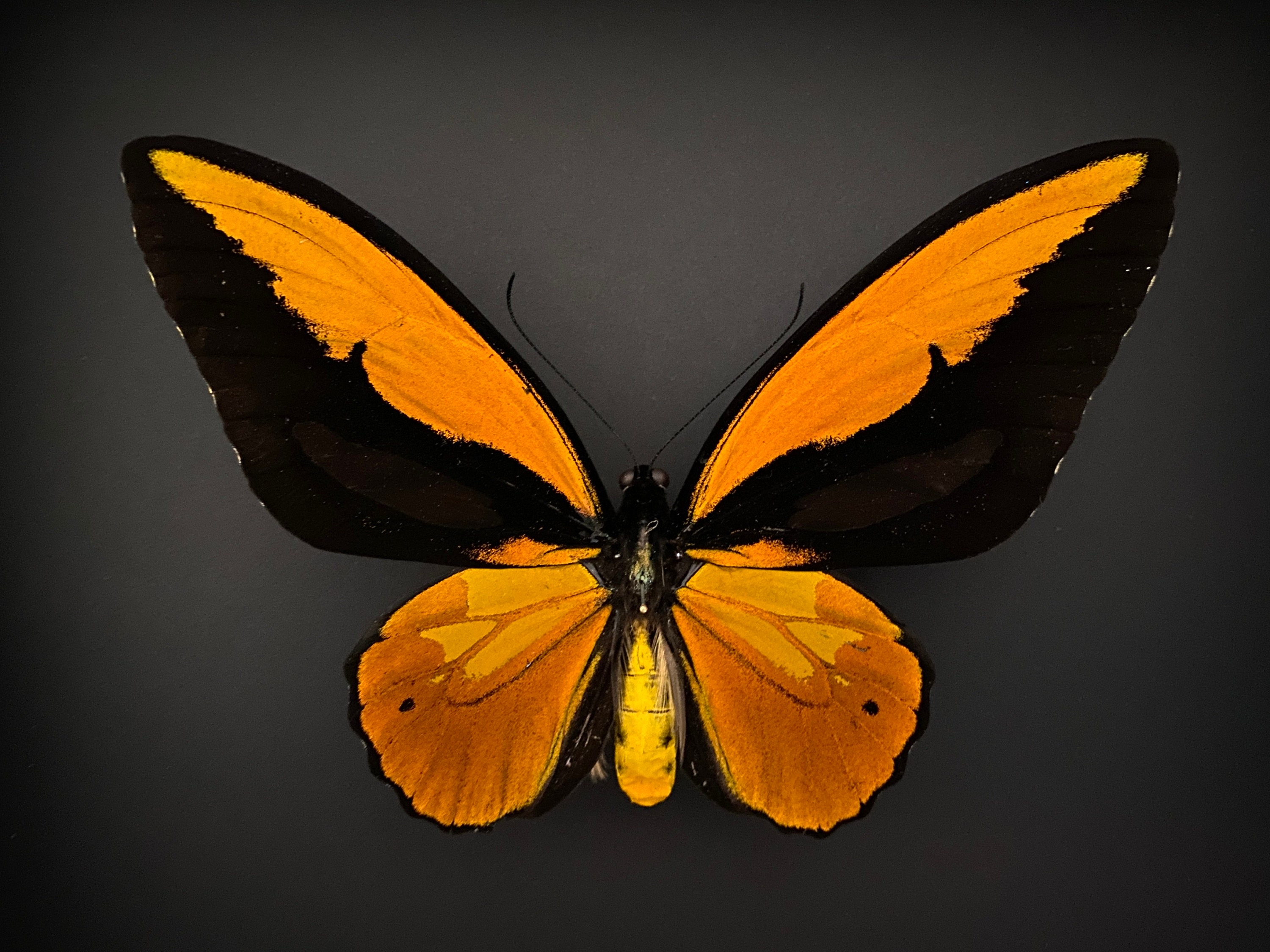 Véritable Papillon Ornithoptera Croesus Lydius Naturalisé Sous Splendide Caisson Luxe en Bois Noir F