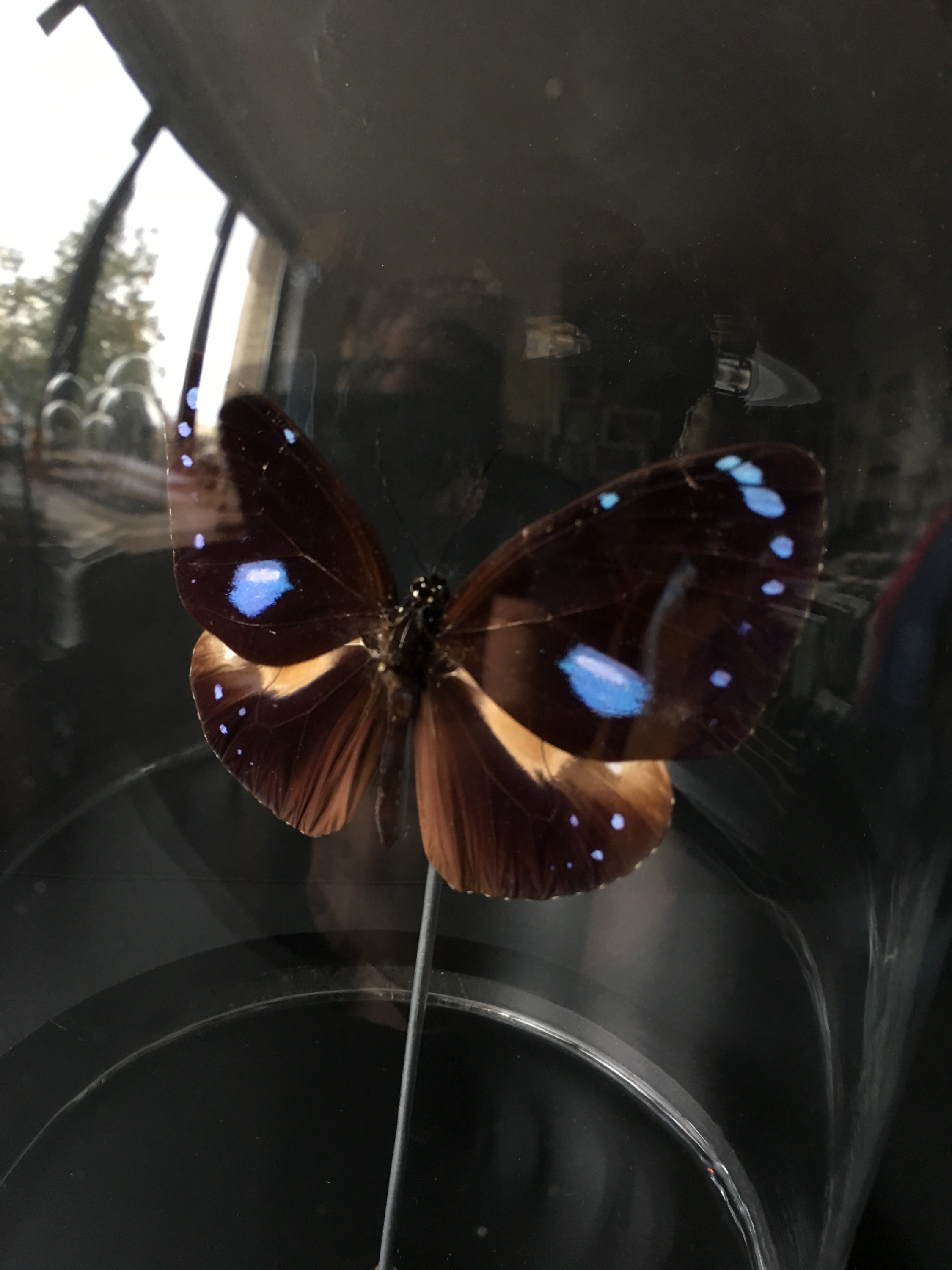 Rare Papillon Exotique Euploea d'indonésie Sous Globe Contemporain-Cabinet Curiosités-Naturalisé-Rea