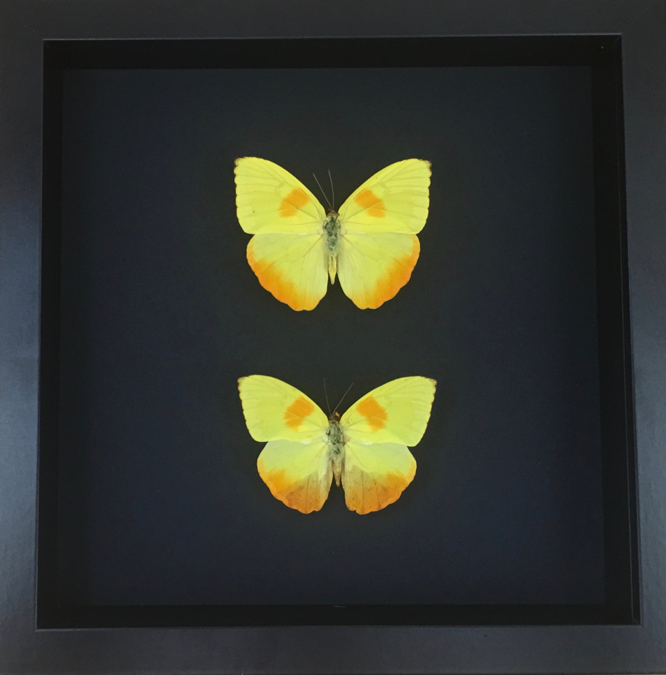 Ensemble de 2 Phoebis Philéa d'amérique Du Sud Naturalisés Sous Cadre en Bois Laqué Noir-Décoration 