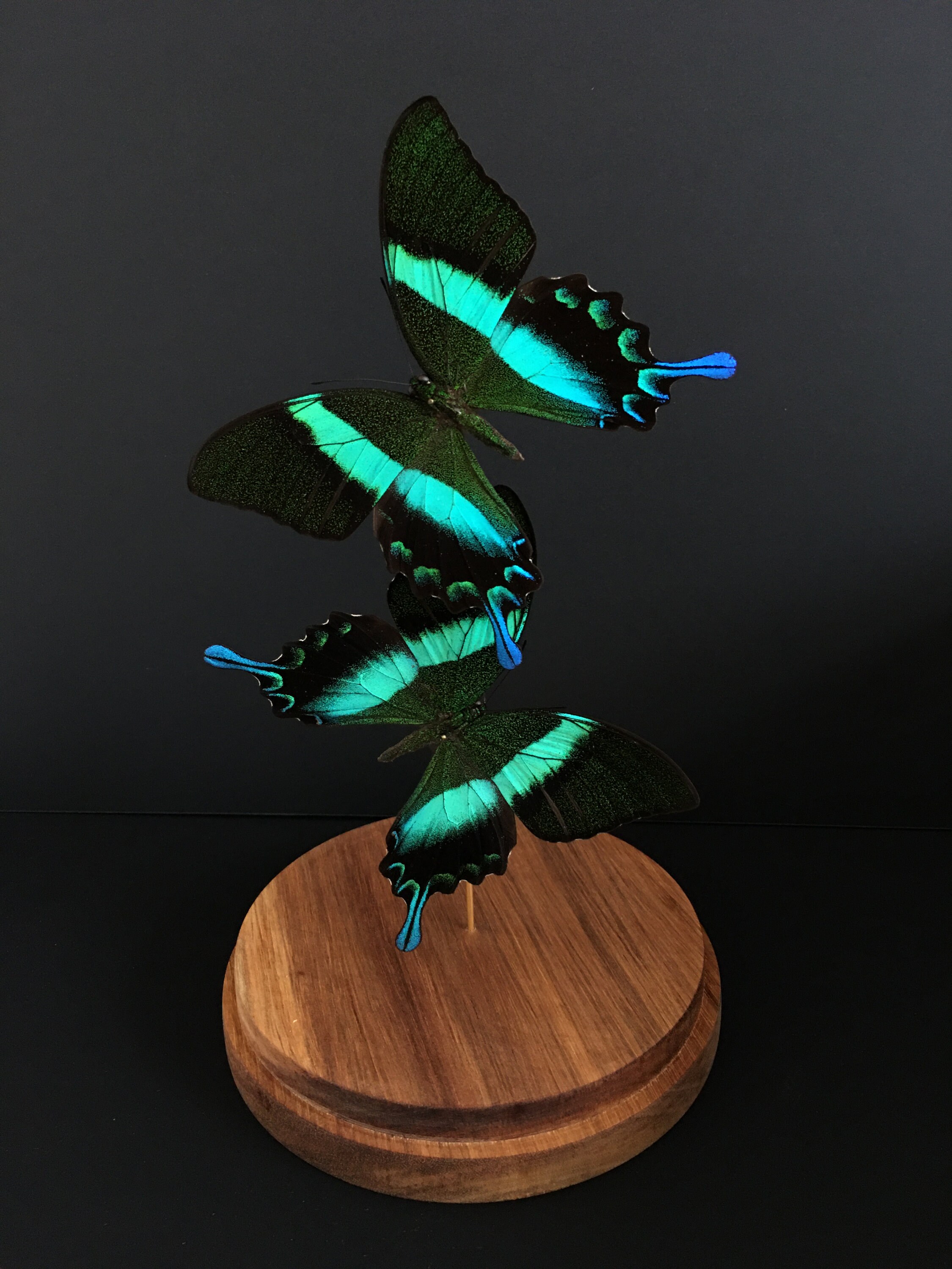 Splendide Envol de 2 Papillons Exotiques Blumei d'indonésie Sous Globe Contemporain - Cloche Verre C