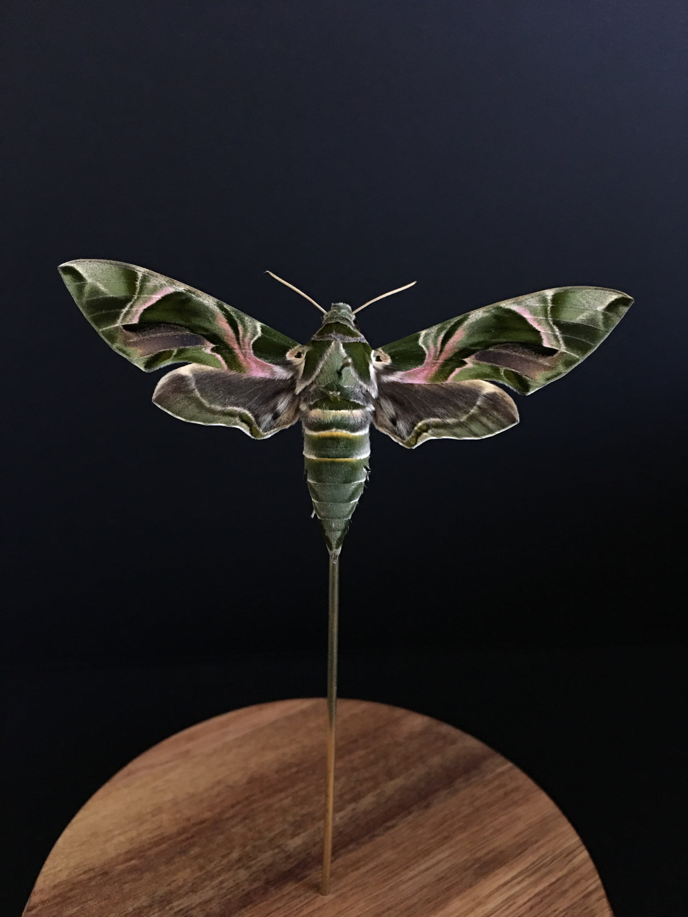 Papillon Sphinx Daphnis Nerii Appelé Du Laurier-Rose Sous Cloche en Verre et Socle Bois-Cabinet Curi