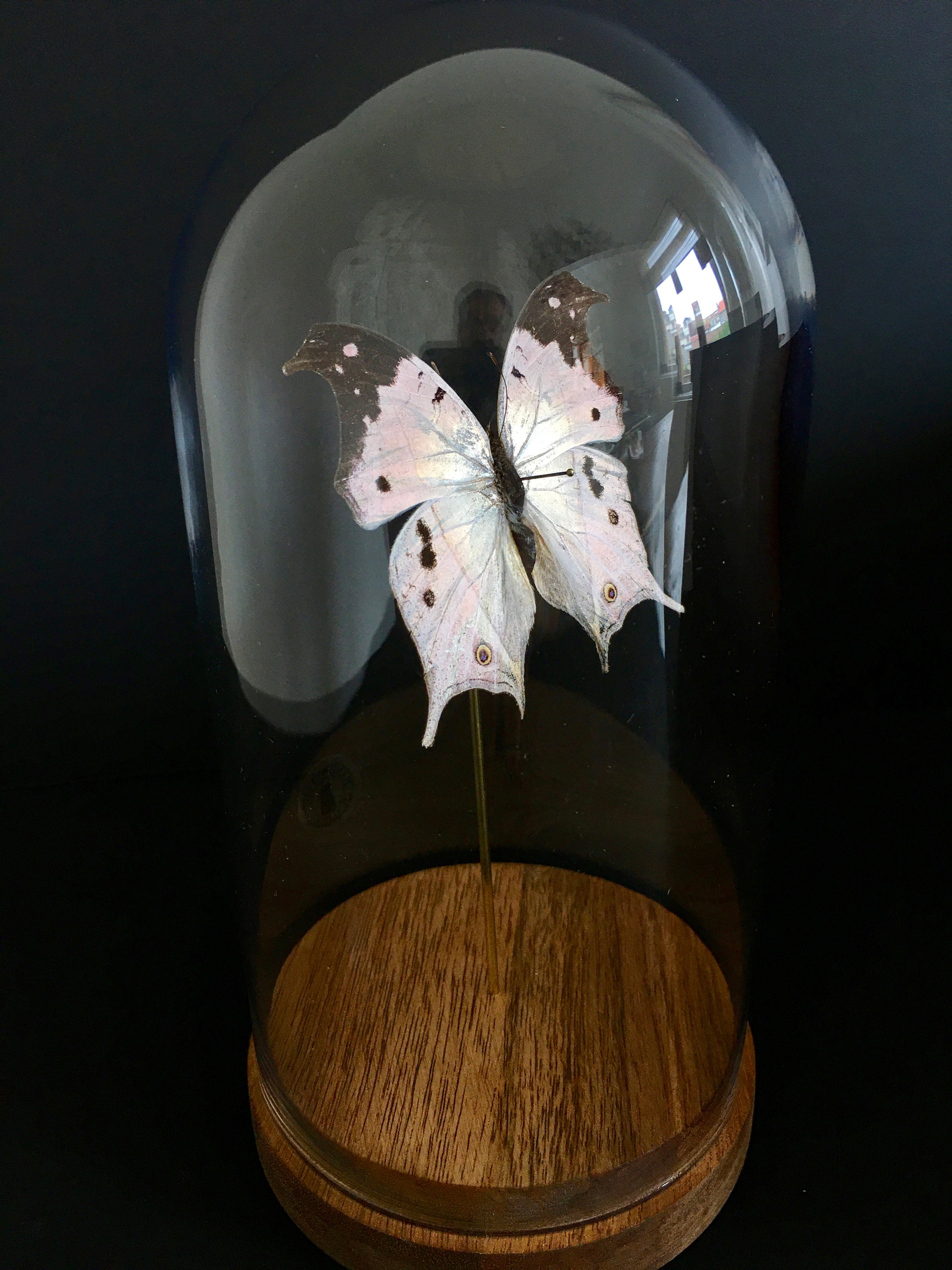 Véritable Papillon Exotique Salamis Parhassus d'afrique Sous Globe Contemporain-Cabinet Curiosités-C