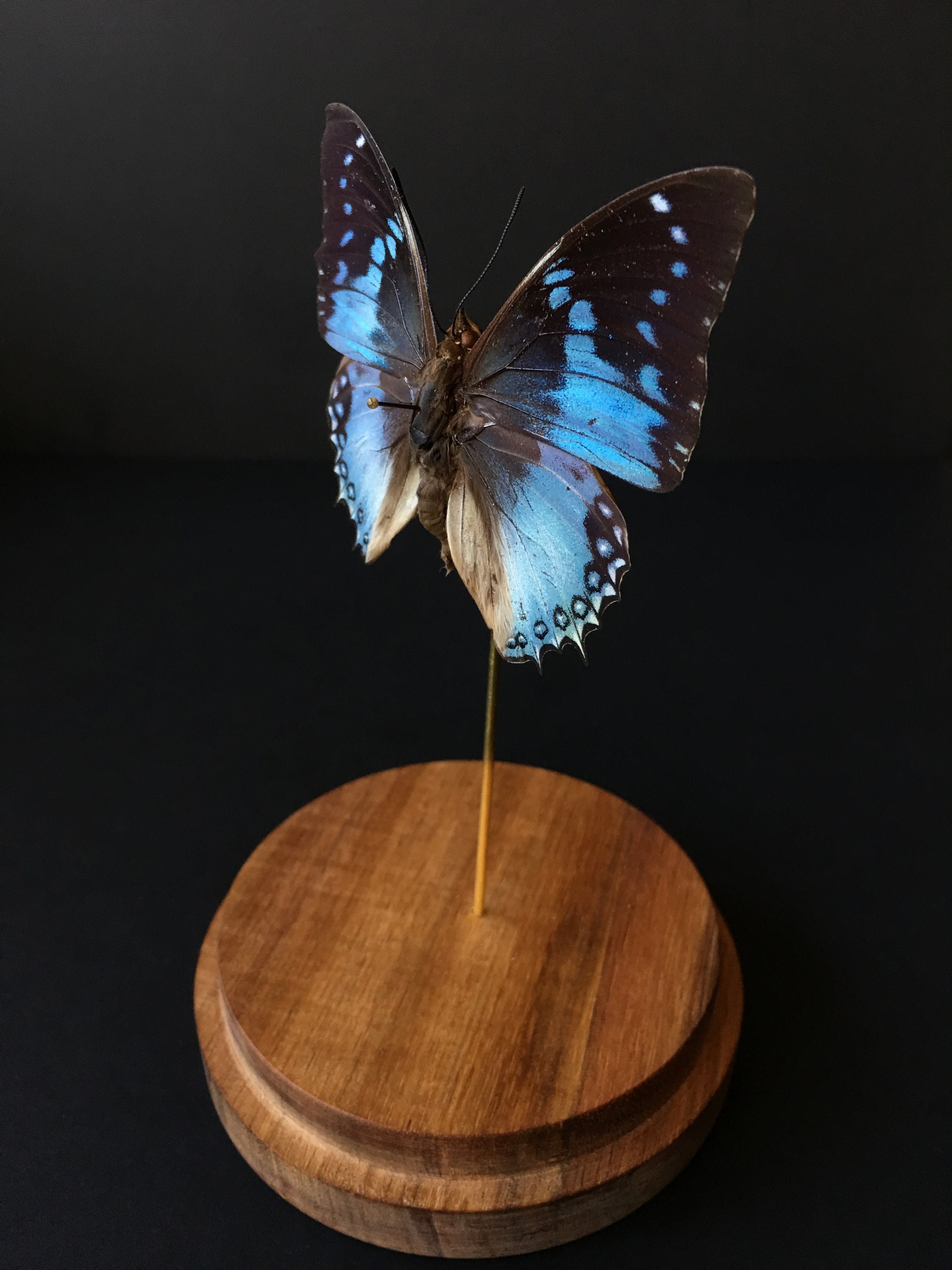 Véritable Papillon Exotique Charaxes Smaragdalis Western Blue Sous Globe Contemporain-Cabinet Curios