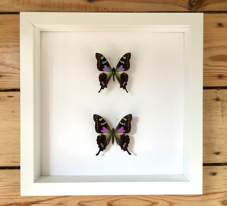 Set of 2 graphium Weiskei of New Guinea naturalized under white lacquered wood frame-decoration-birthday-Curiosites-Entomology