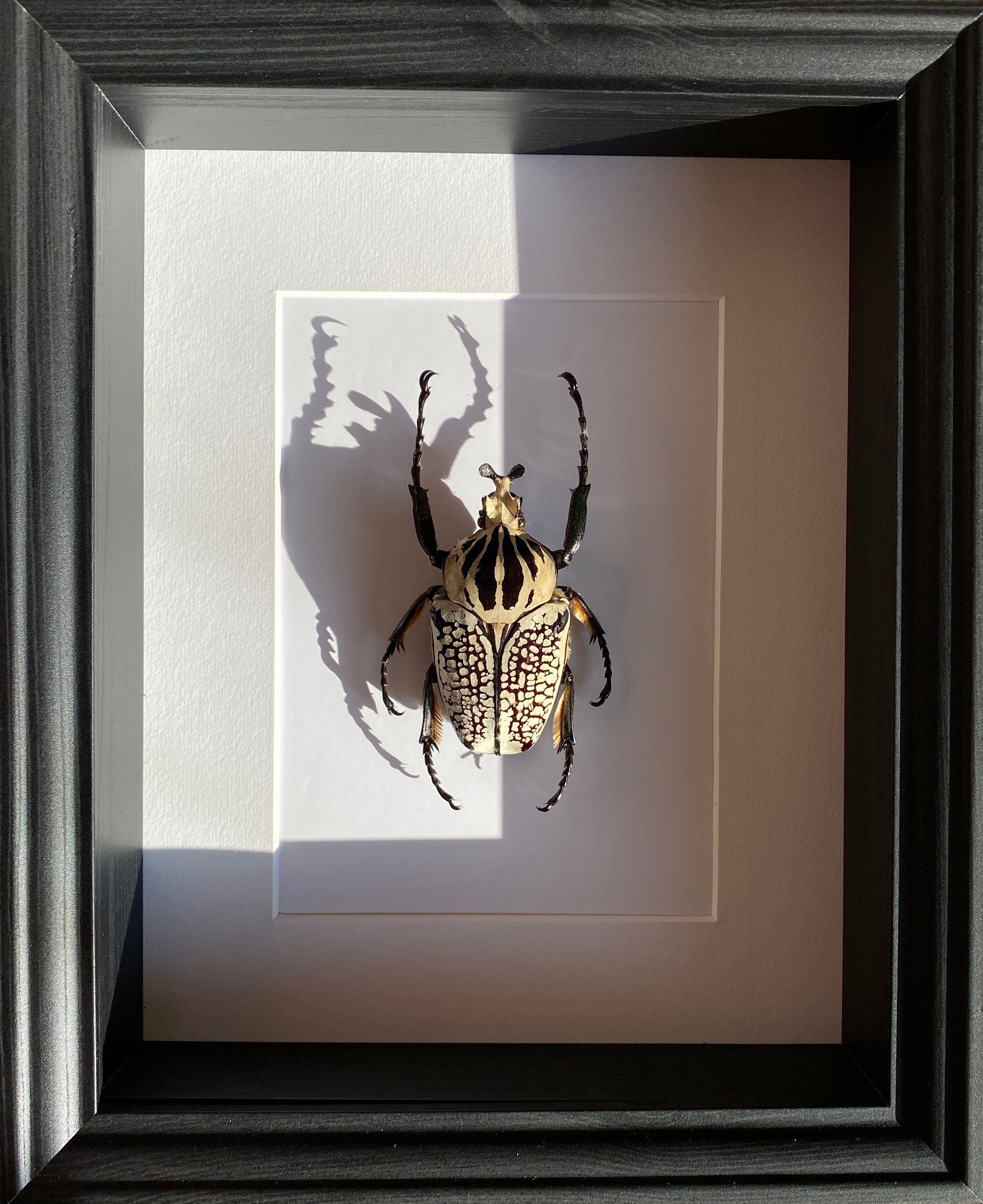 Véritable Coléoptère Géant Goliathus Orientalis d'afrique Ca 80mm Naturalisé Sous Cadre Caisson en B