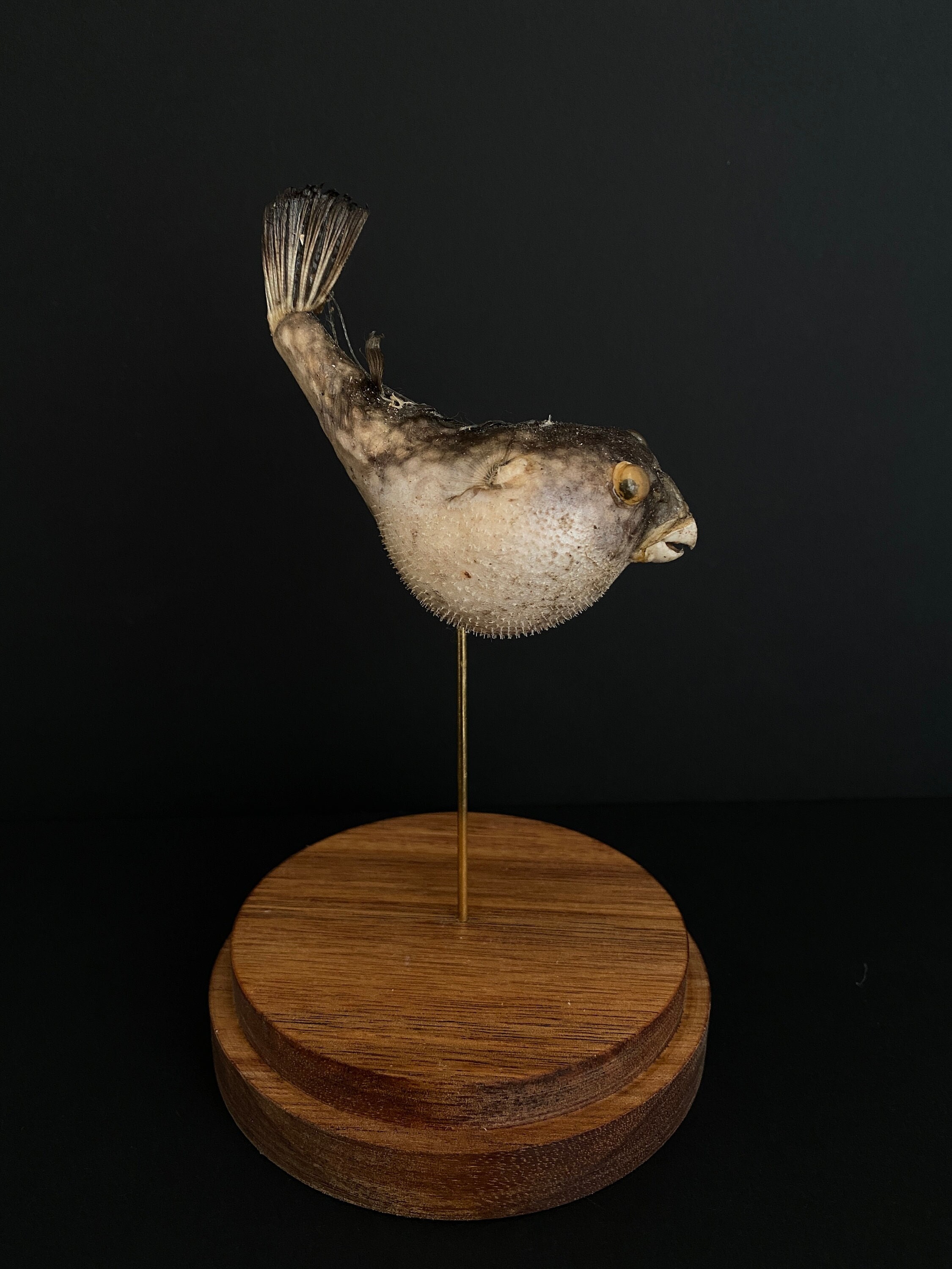 Poisson Hérisson Diodon de La Mer Rouge Appelé Aussi Poisson Perroquet Naturalisé Sous Globe Contemp