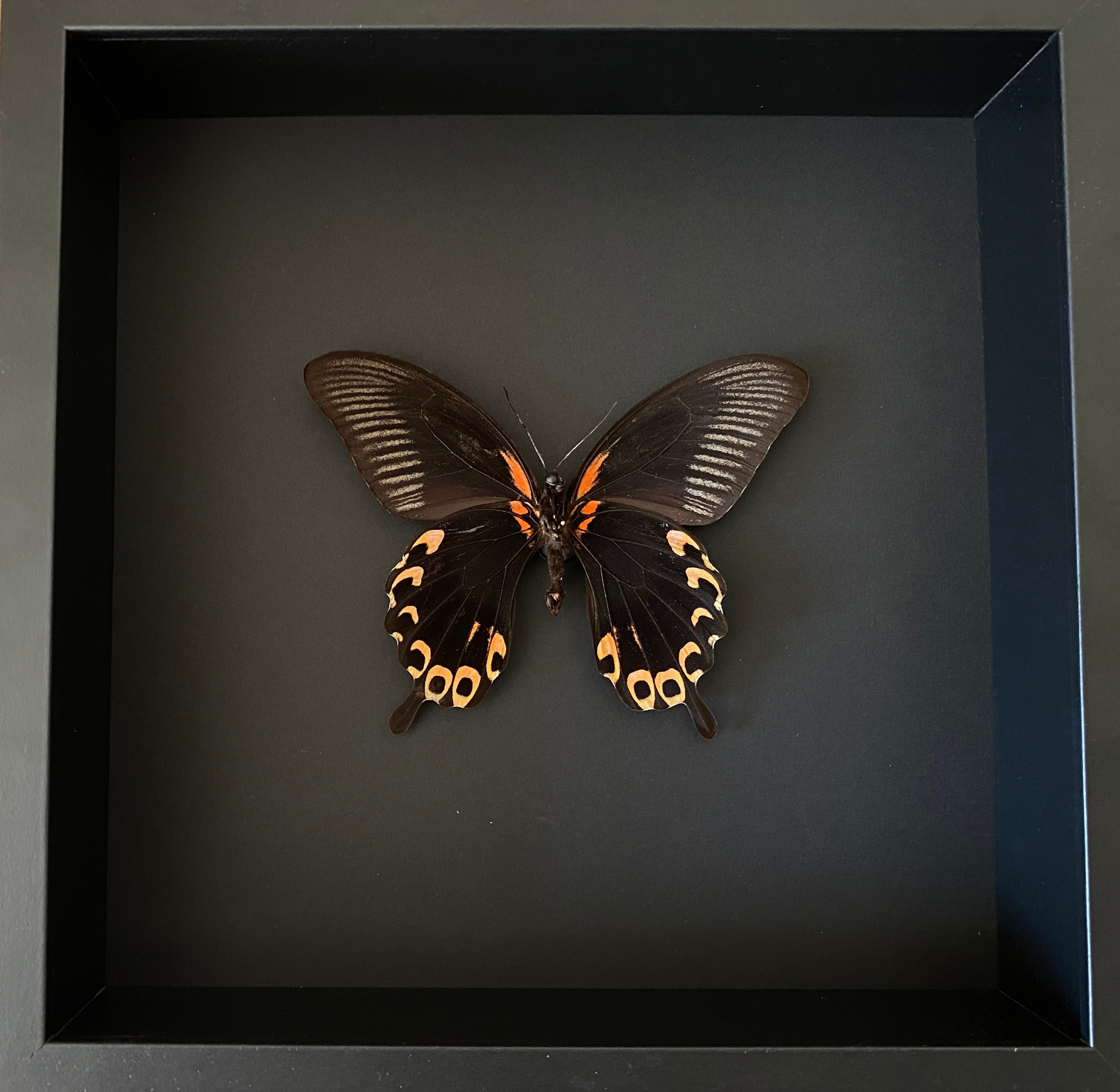 Véritable Papillon Deiphobus Deiphontes d'indonésie Naturalisé Sous Cadre en Bois Laqué Noir-Décorat