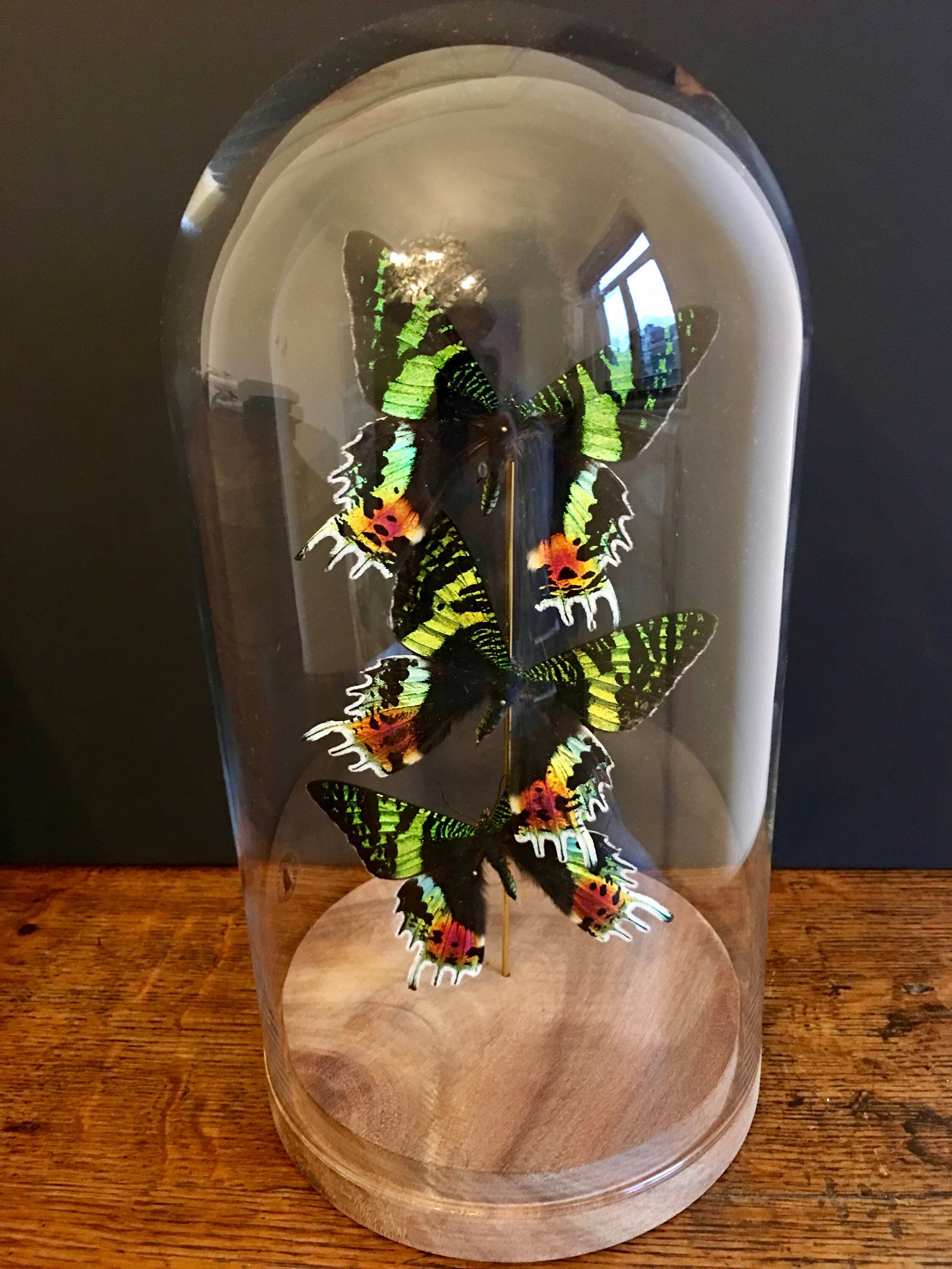 Envolée de 3 Papillons Exotiques Urania Ripheus Madagascar Sous Globe-Socle Bois-Cabinet Curiosités-