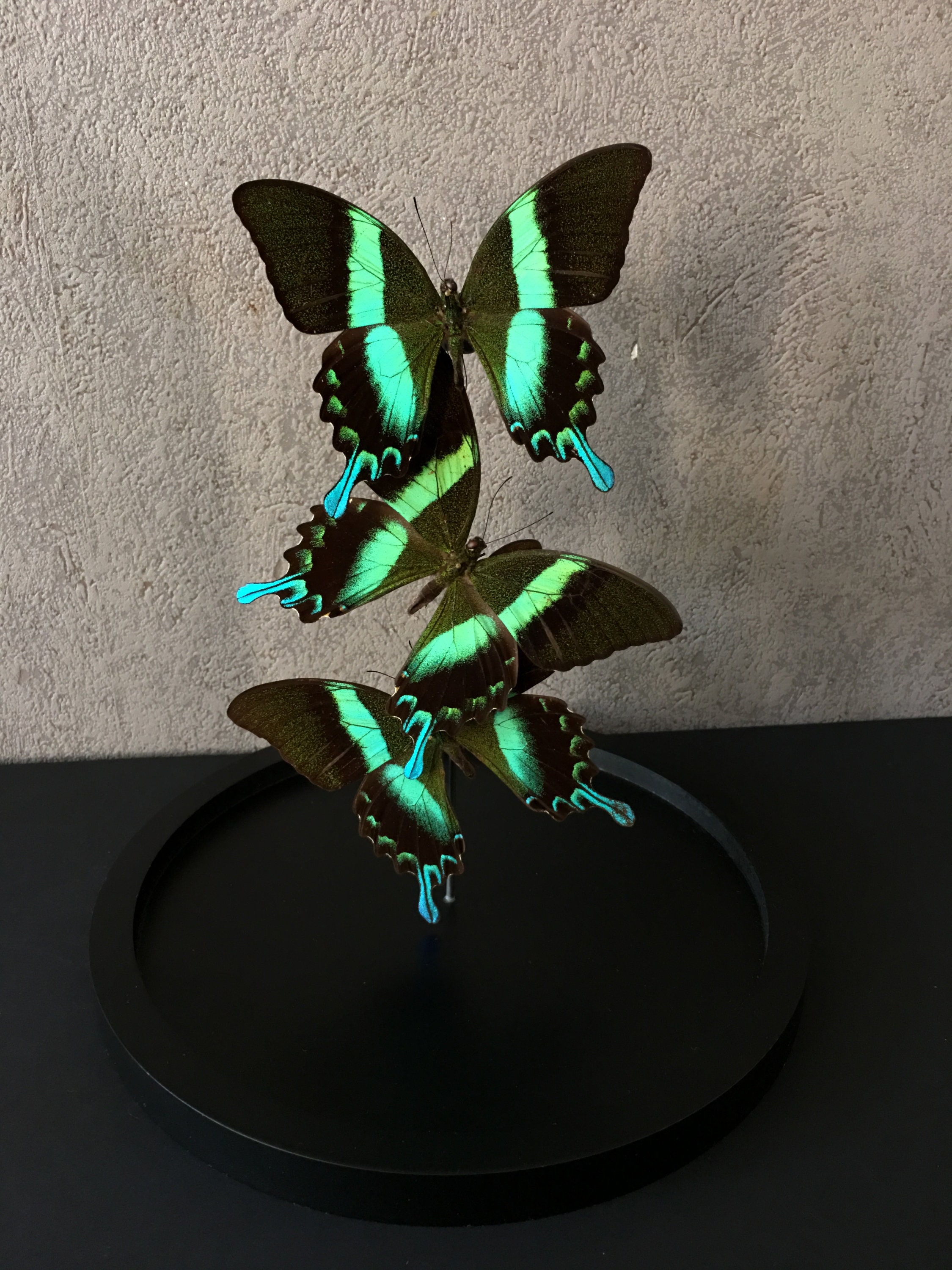 Splendide Envol de 3 Papillons Exotiques Blumei d'indonésie Sous Globe Contemporain - Cloche Verre C