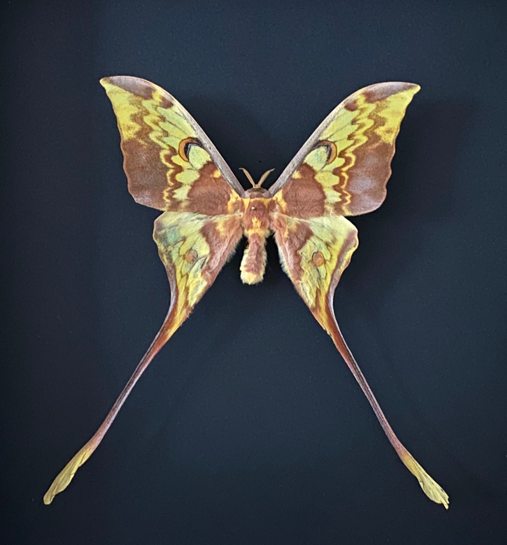 Véritable Papillon Lune Actias Maenas de Malaisie Naturalisé Sous Magnifique Grand Cadre en Bois Laq