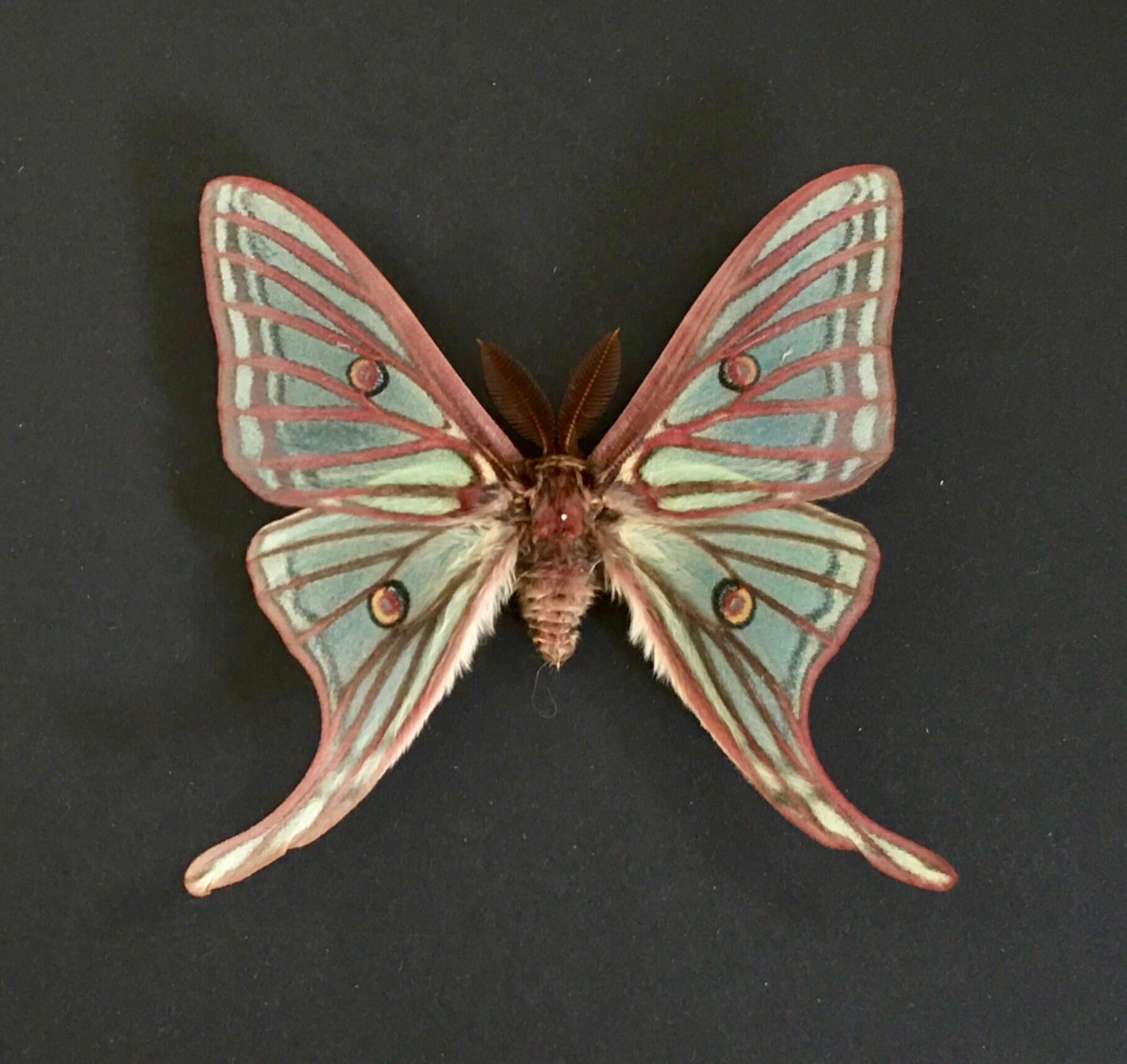 Rare Papilio Graellsia Isabellae d'espagne Naturalisé Appelé Aussi Papillon Vitrail Sous Cadre Laqué