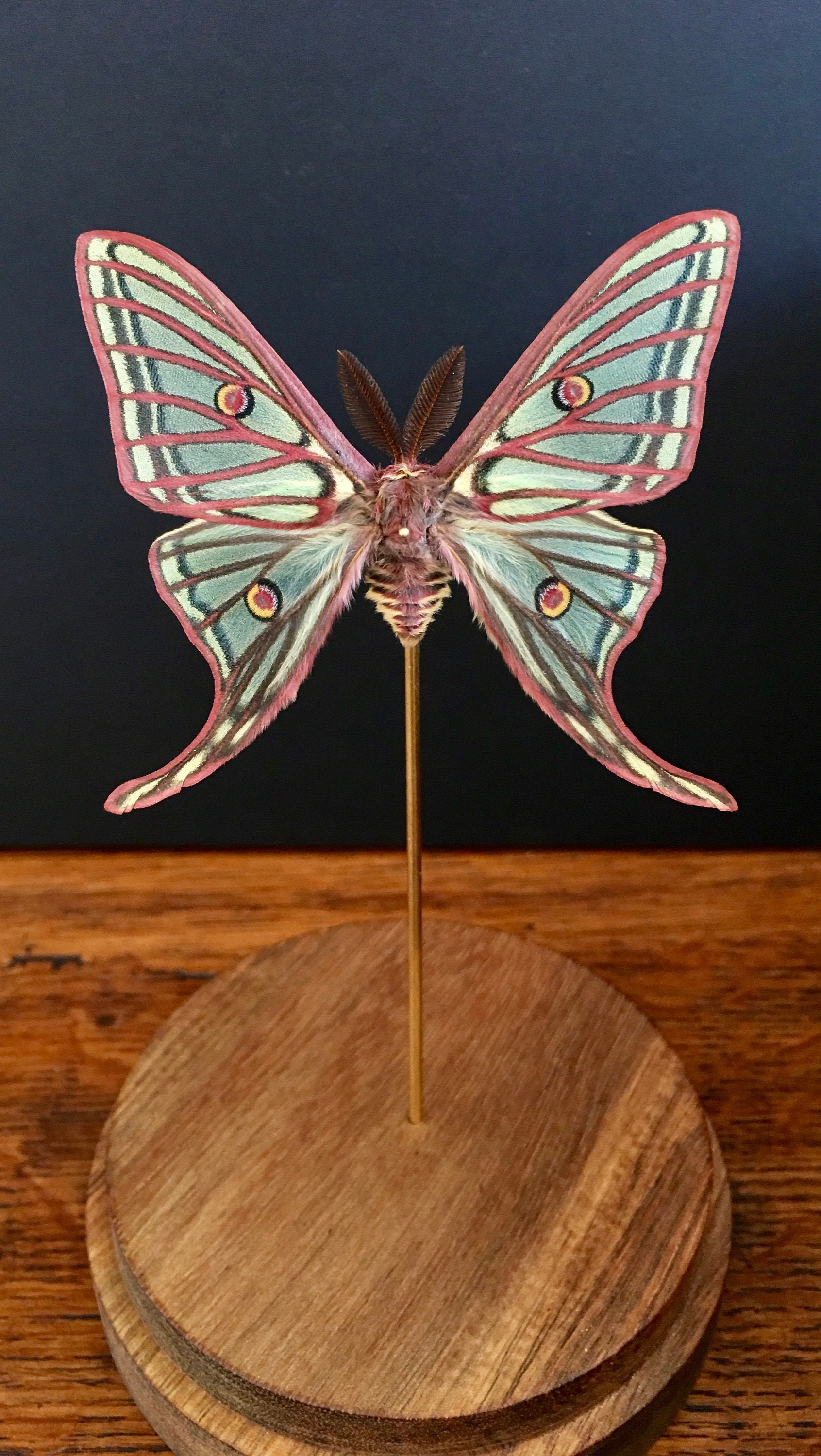 Rare Papilio Graellsia Isabellae d'espagne Naturalisé Appelé Aussi Papillon Vitrail Sous Globe Conte