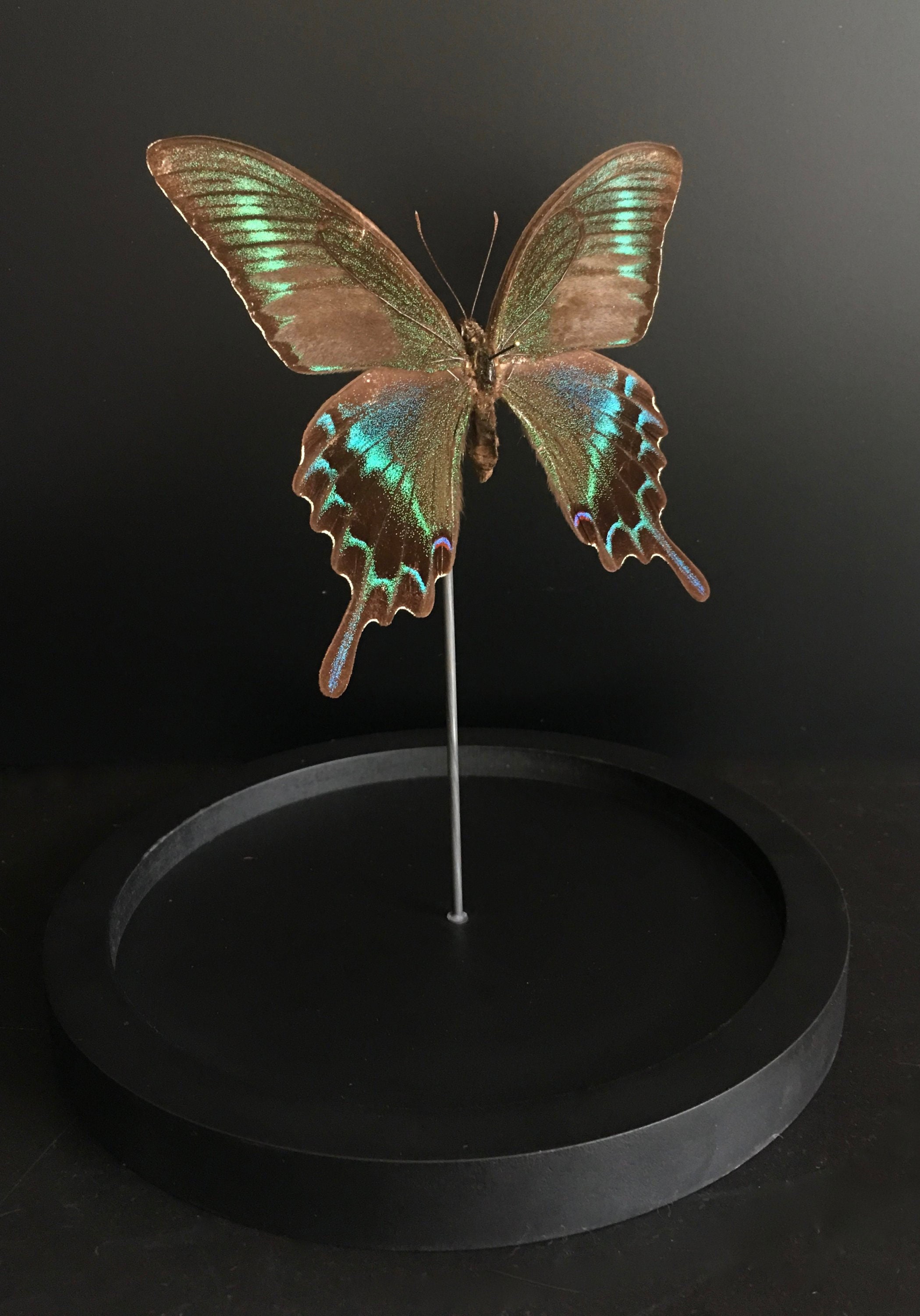 Véritable Papillon Exotique Maackii Maacki de Chine Sous Globe Contemporain-Cabinet Curiosités-Cloch