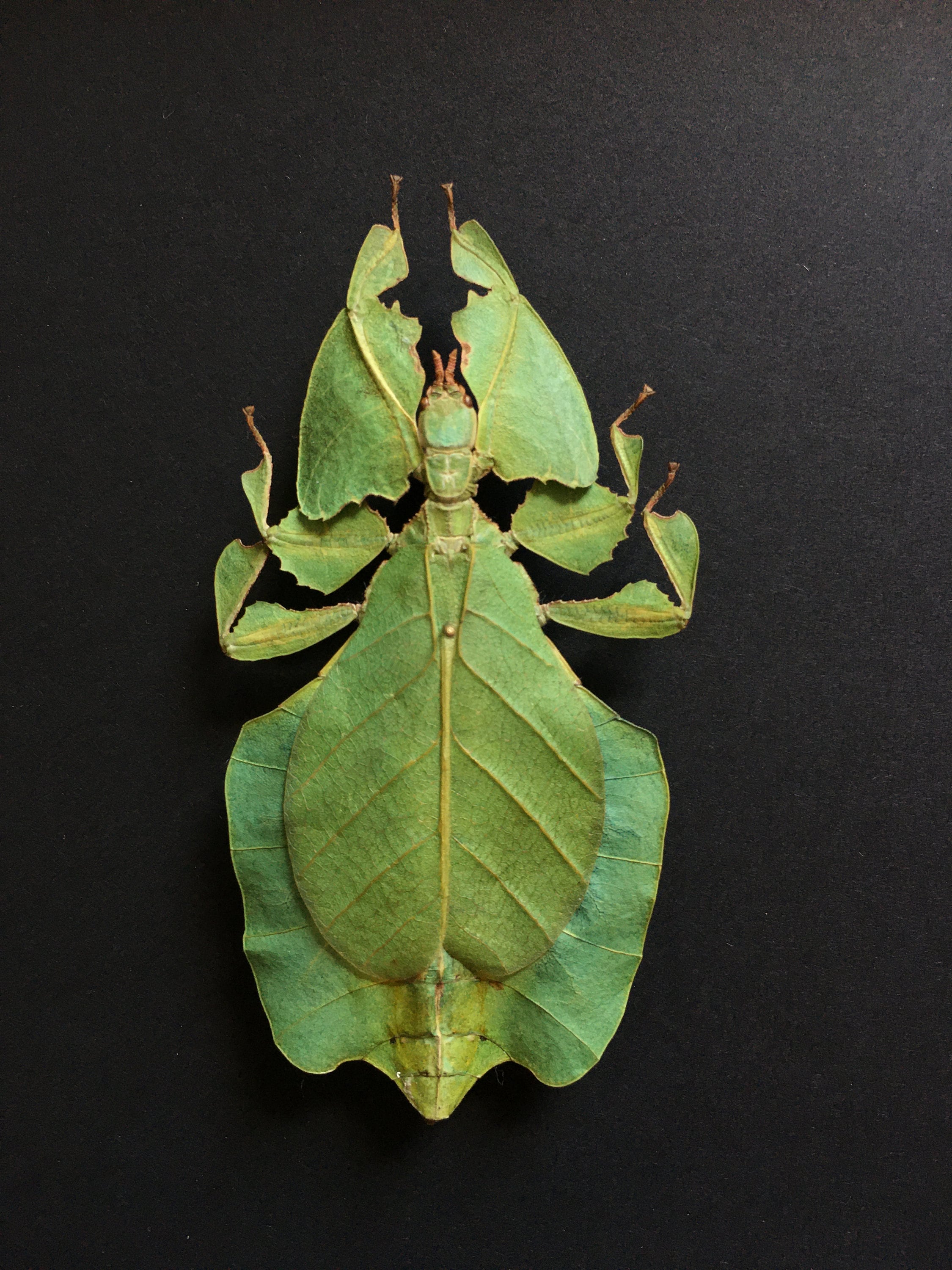 Deep Shadow Box Frame Display Insect Bug The Java Walking Leaf