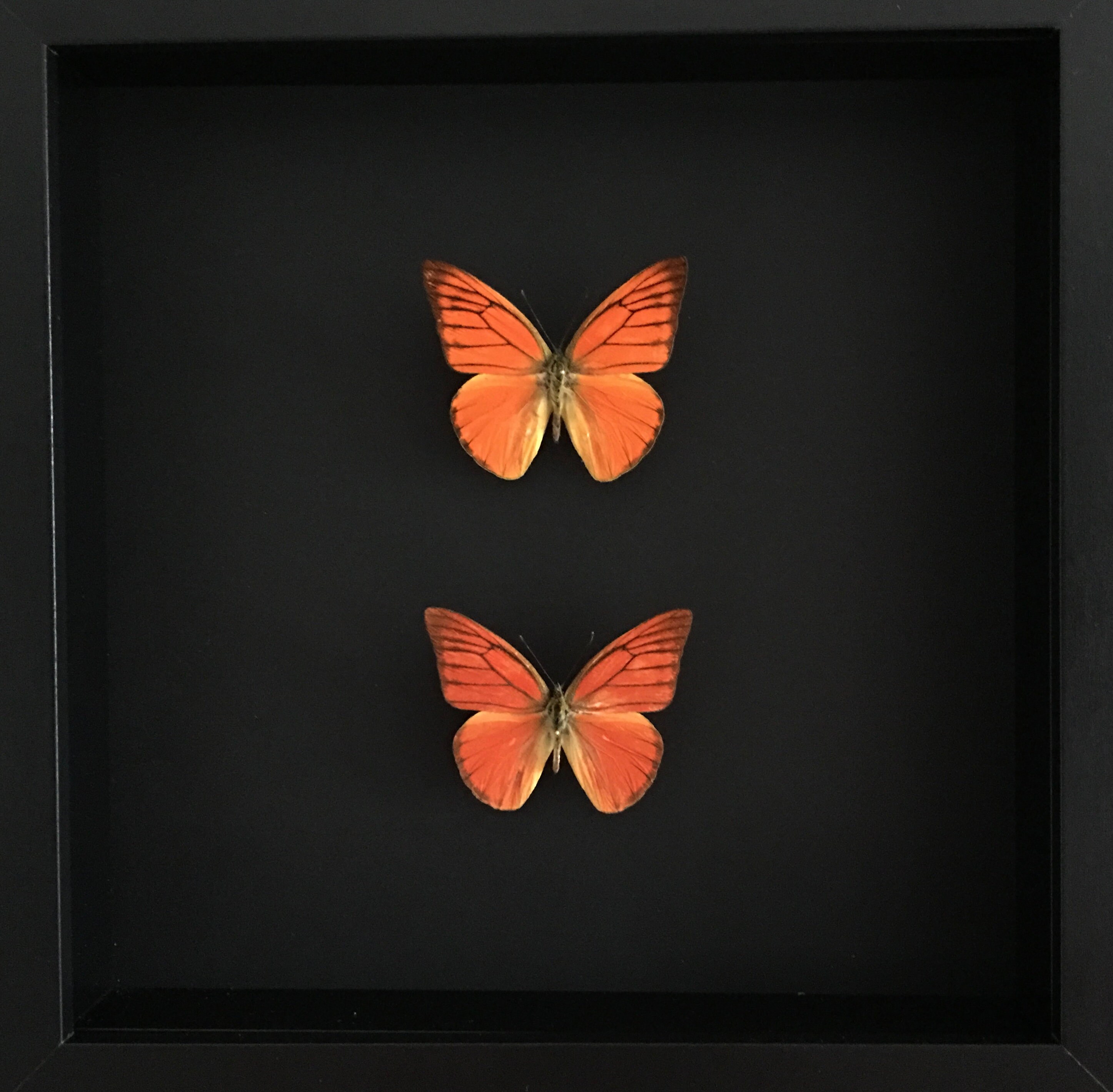 Ensemble de 2 Véritables Papillons Appias Nero Malaysie Naturalisés Sous Cadre en Bois Laqué Noir-Cu