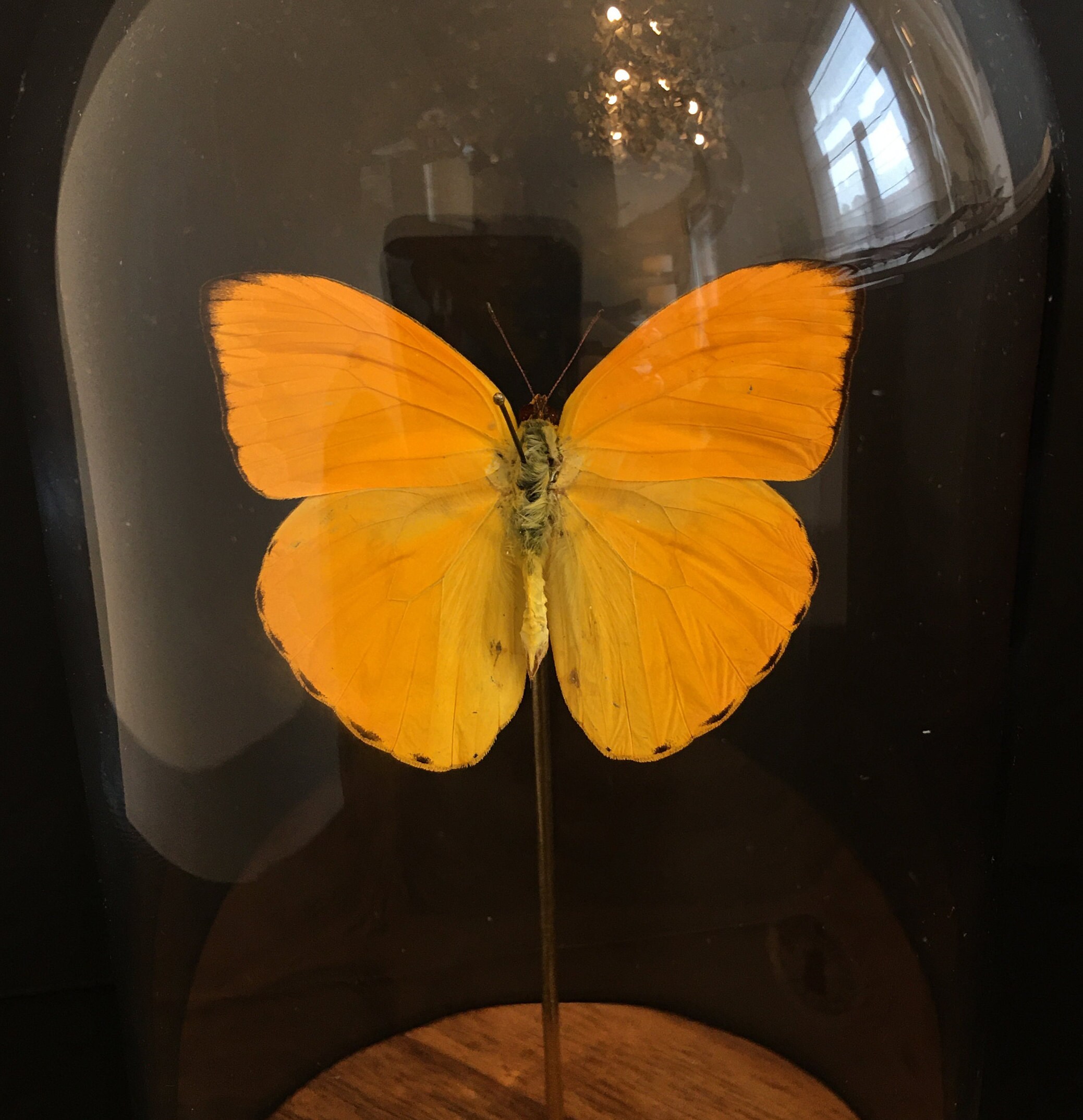 Véritable Papillon Exotique Phoebis Argante Du Pérou Sous Globe Contemporain-Cabinet Curiosités-Cloc