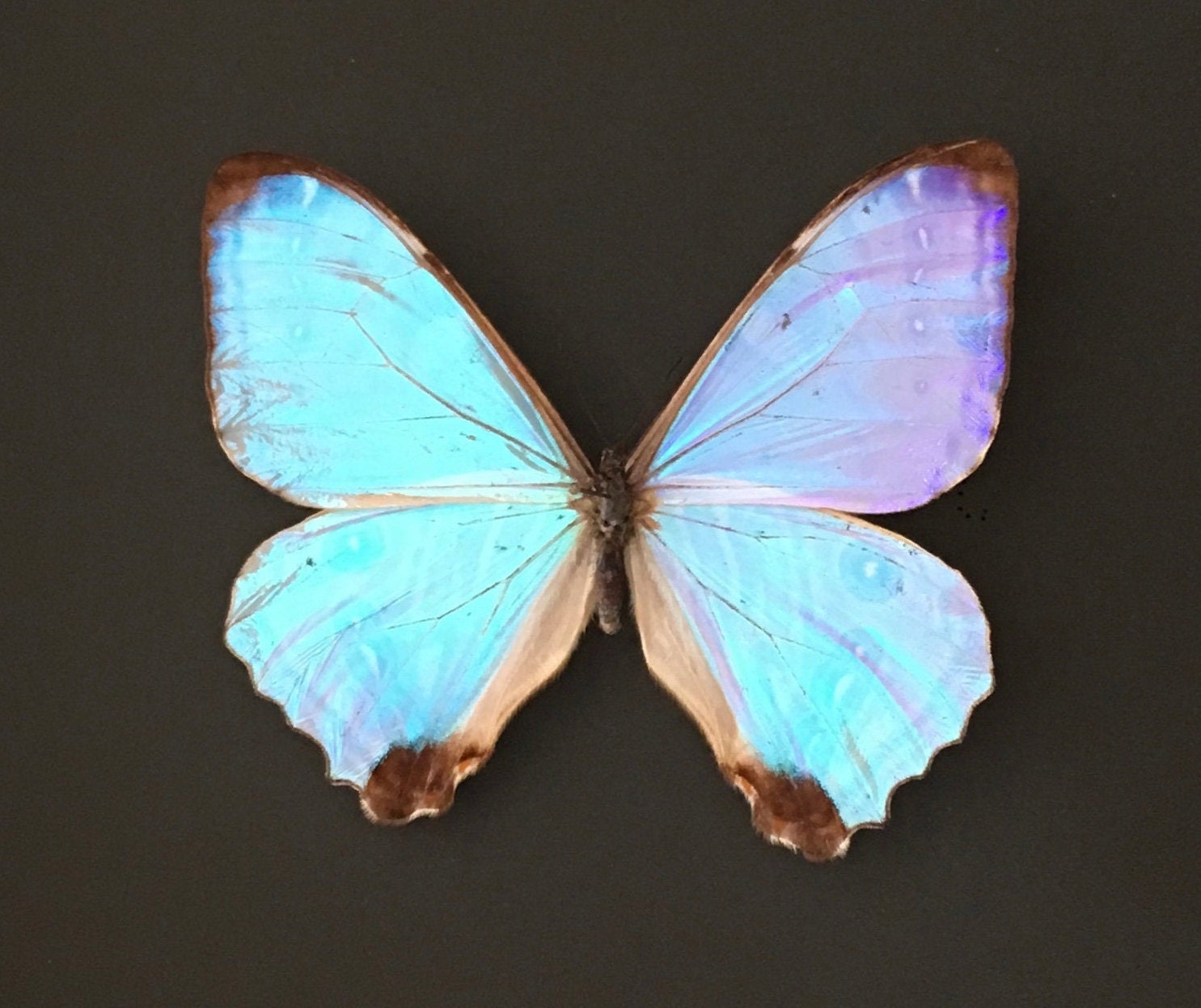 Papillon Collector Morpho Sulkowskyi Calderoni Du Pérou-La Beauté Nacrée-Naturalisé Sous Magnifique