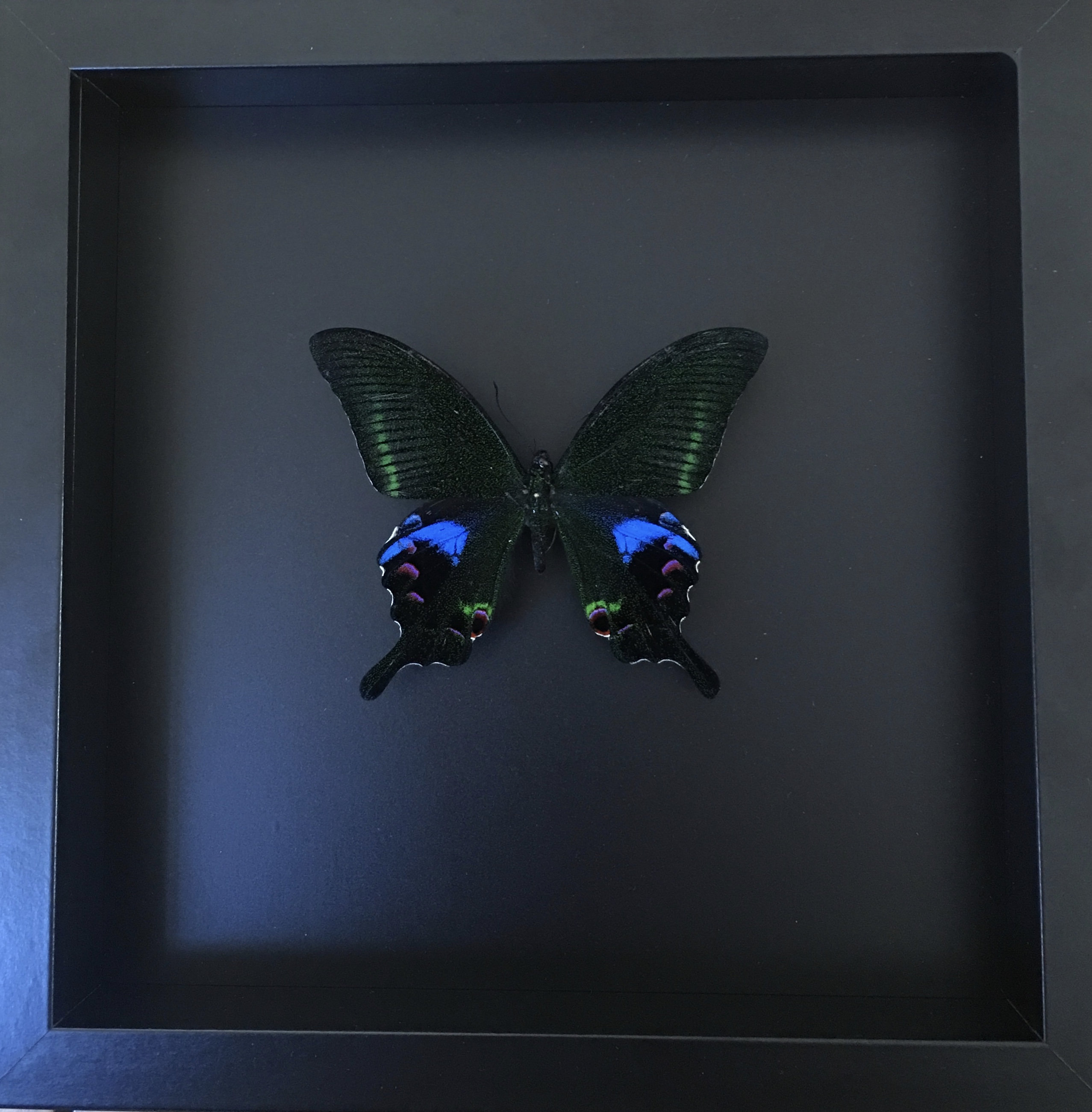 Rare Papillon Demoleus Arcturus d'asie Naturalisé Sous Cadre en Bois Laqué Noir - Décoration Anniver