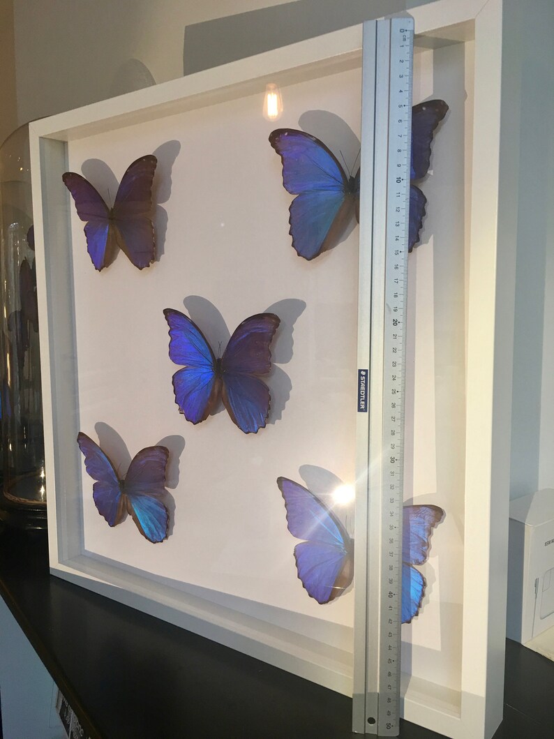 Troides Brookiana naturalized in large white lacquered wooden frame Beautiful composition of 5 Butterfly Morpho Didius the Giants Blue