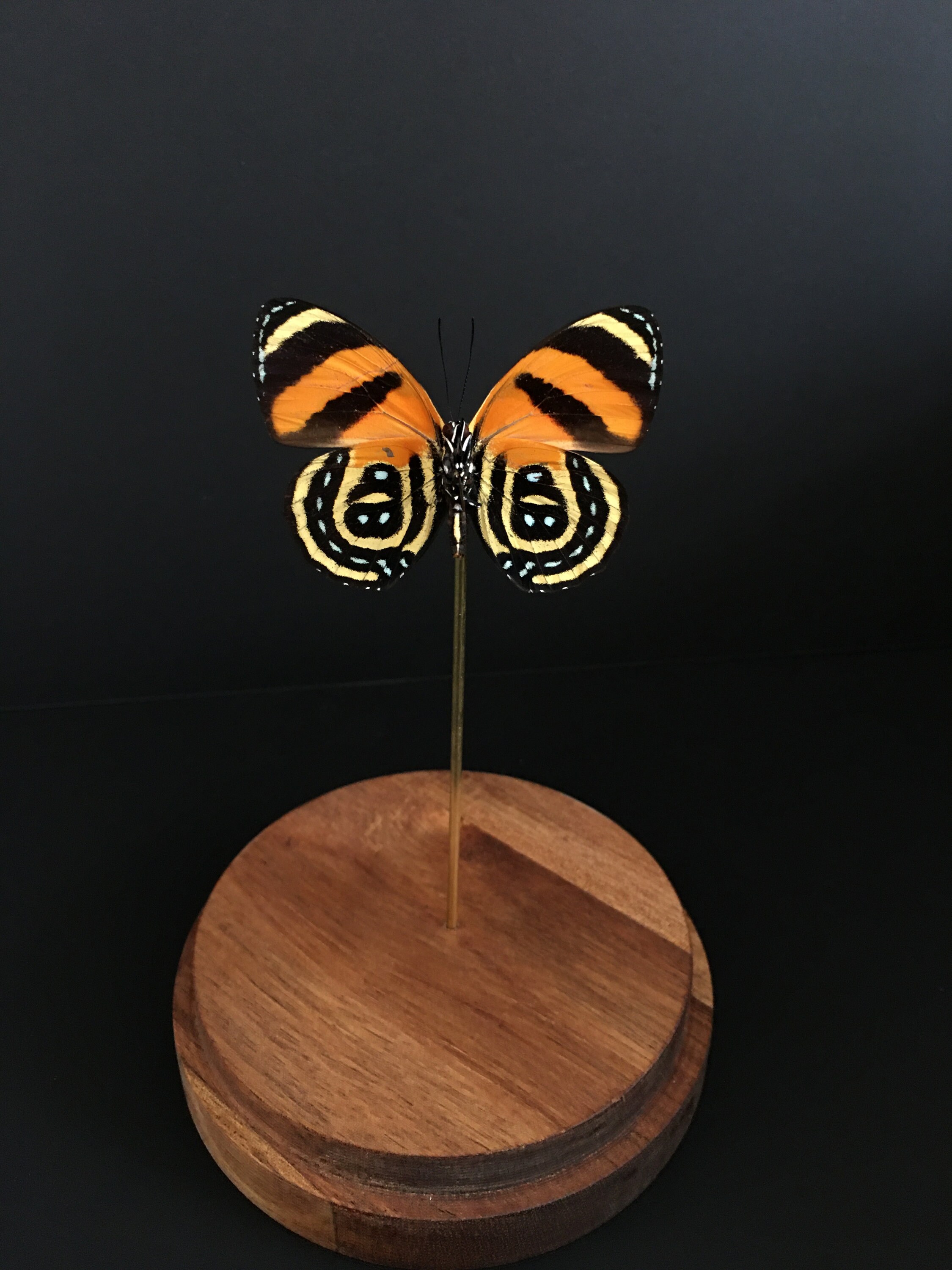 Véritable Papillon Exotique Callicore Cynosura Du Pérou Sous Globe Contemporain-Cabinet Curiosités-C