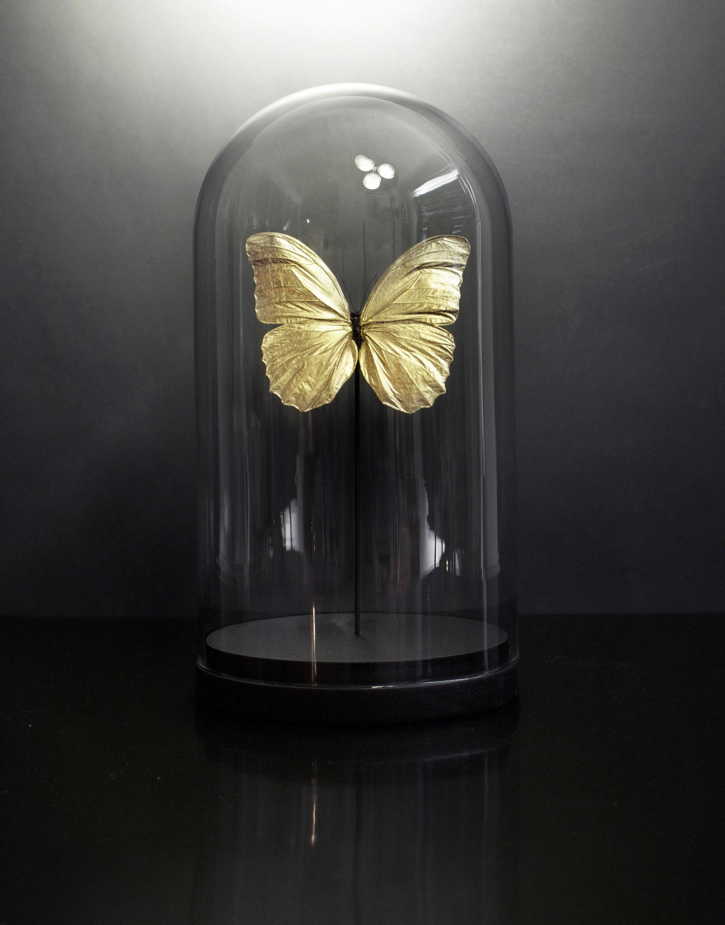 Exclusivité Véritable Papillon Morpho Menelaus de Guyane Doré à L'or Fin 24 Carats Sous Globe - Pièc