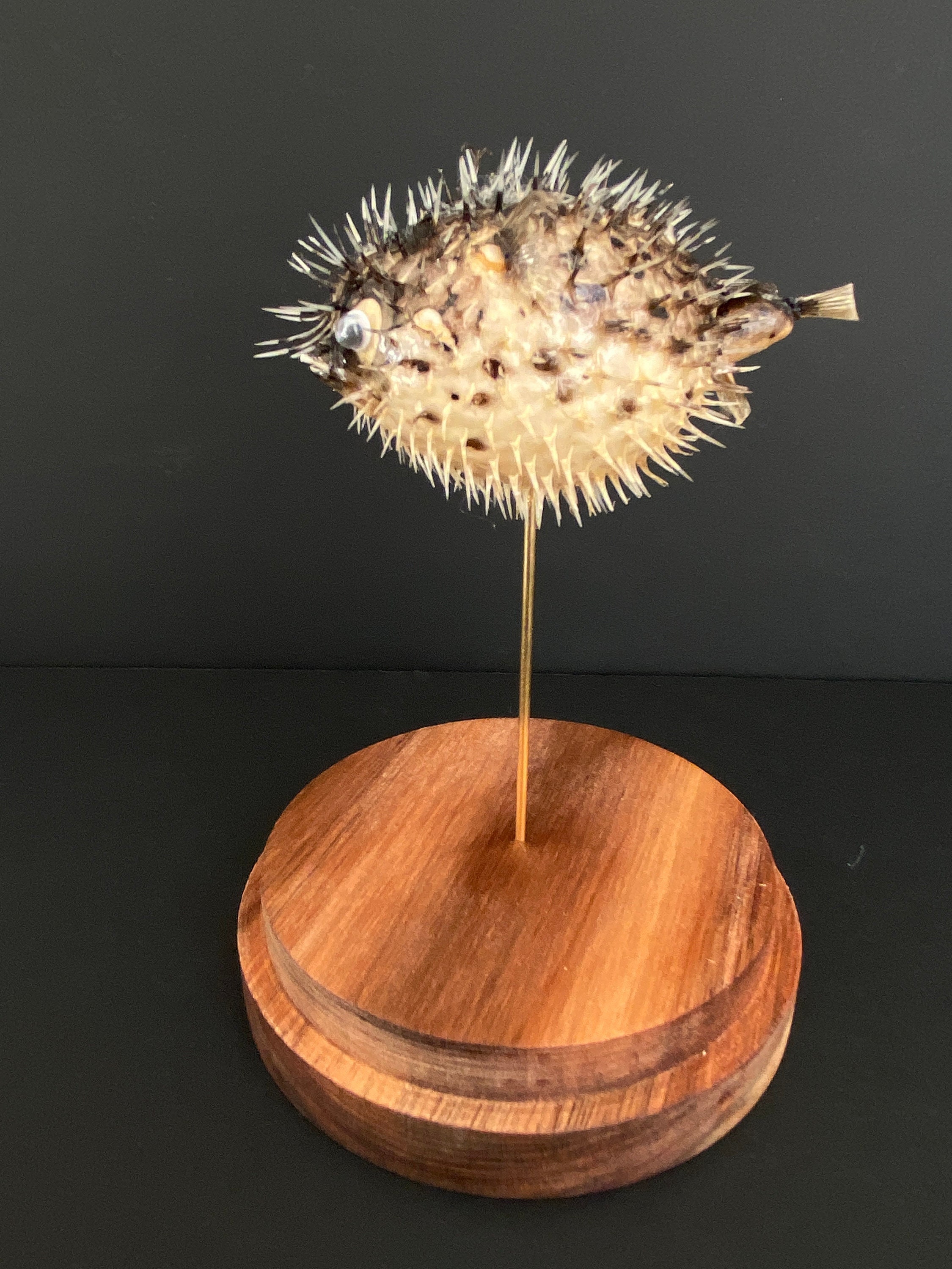 Poisson Hérisson Diodon de La Mer Rouge Appelé Aussi Poisson Porc-Épic Naturalisé Sous Globe Contemp