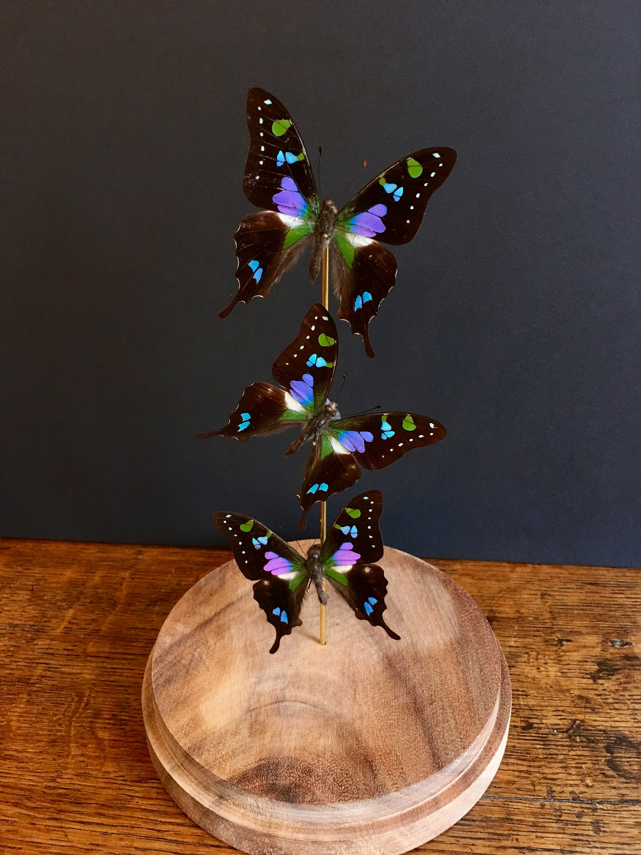 Envolée de 3 Papillons Exotiques Graphium Weiskei Nouvelle Guinée Sous Globe-Socle Bois-Cabinet Curi