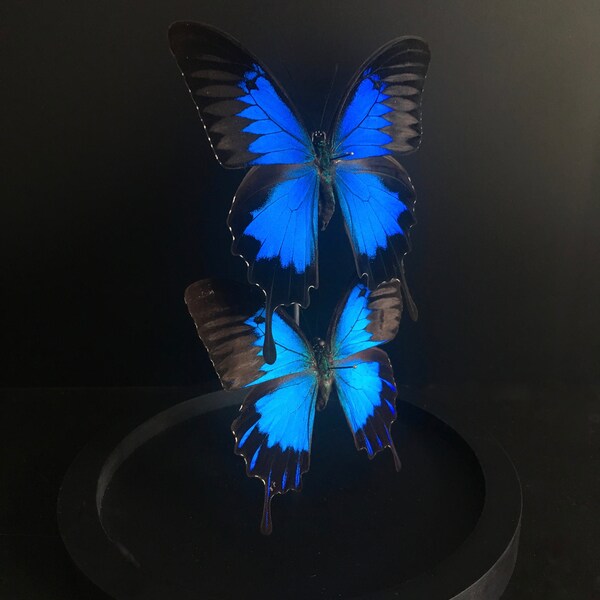 Vere farfalle esotiche Ulisse Ulisse e Ulisse Telegono sotto Globe Contemporary-Cabinet Curiosities-Cloche Glass - Naturalizzato