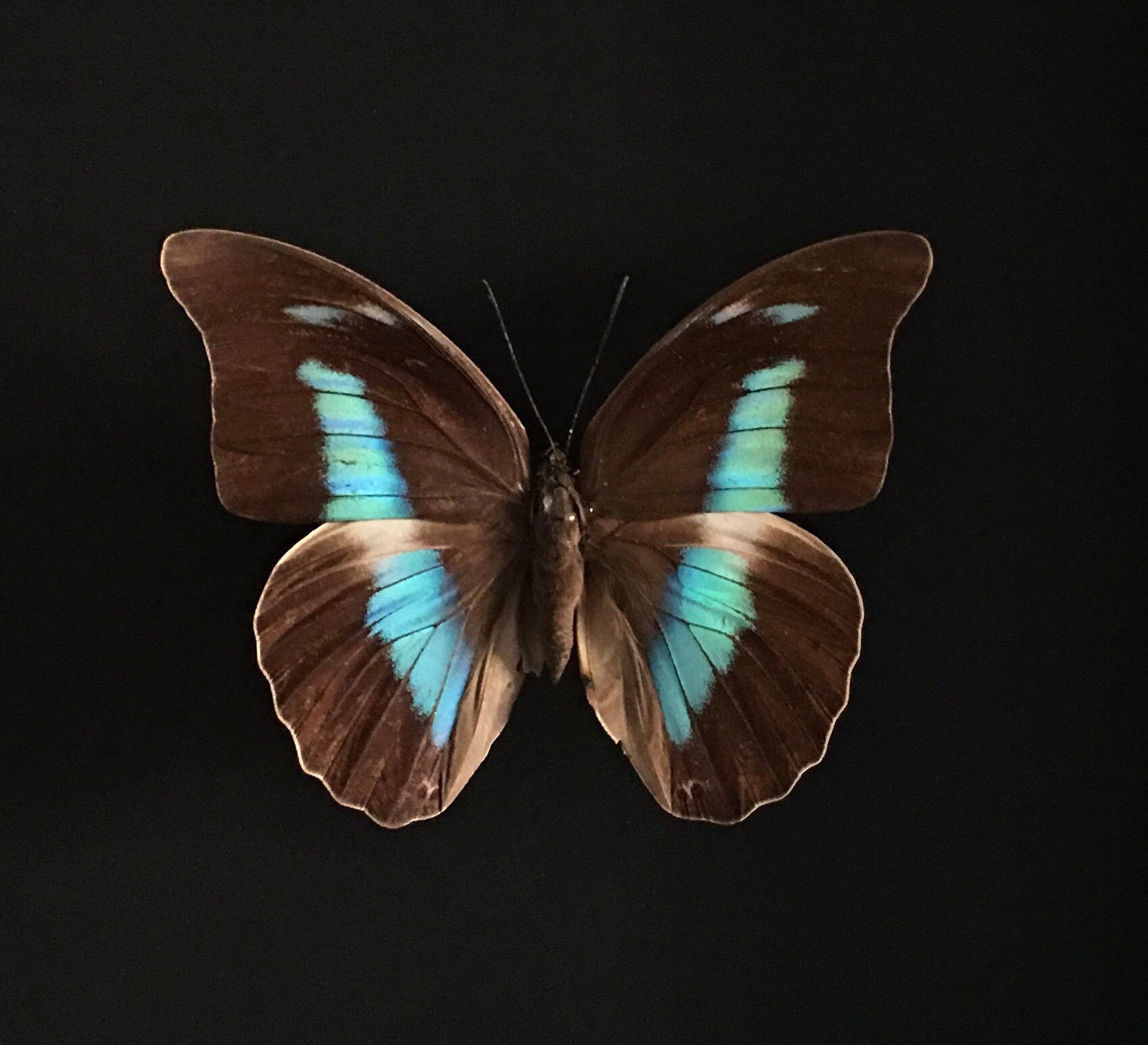 Rare Papillon Prepona Antimache Femelle Du Mexique Naturalisé Sous Cadre en Bois Laqué Noir-Décorati