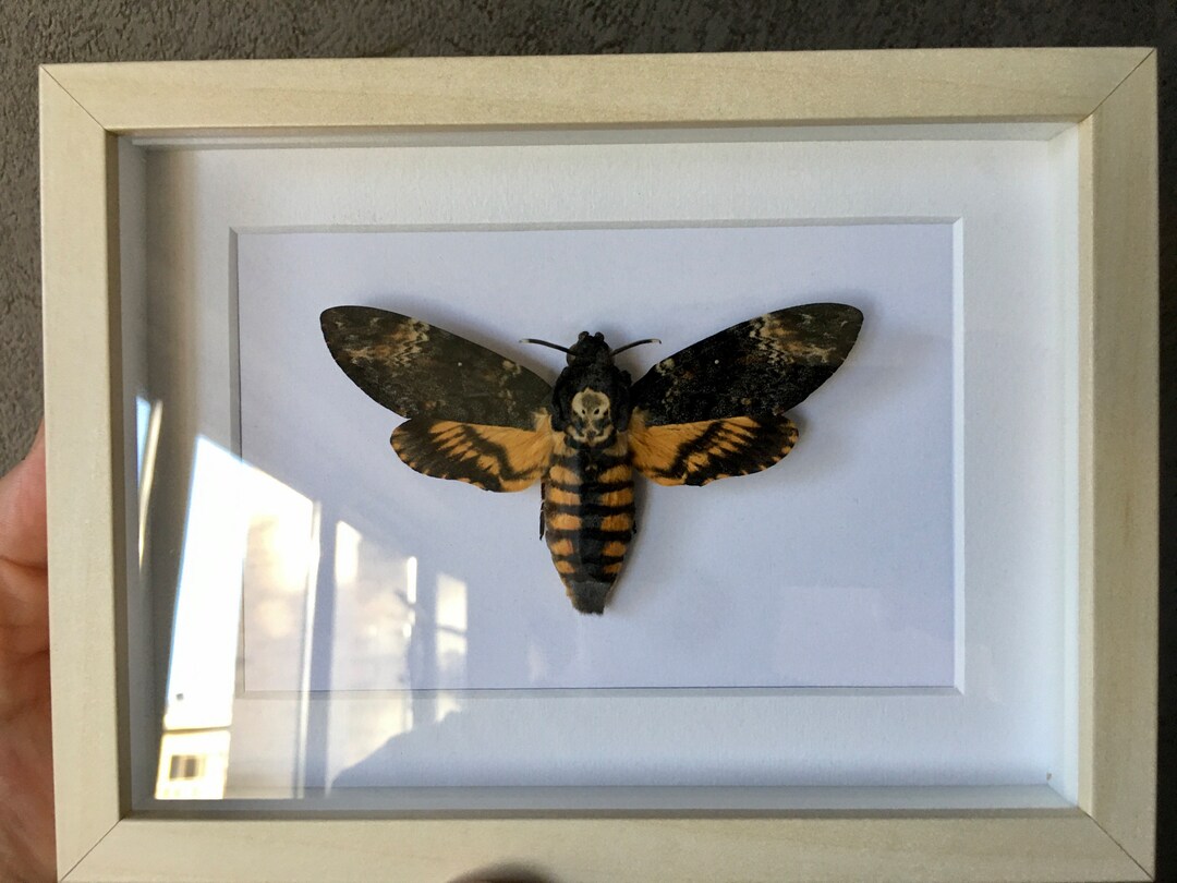 Papillon Sphinx Tête de Mort Acherontia Atropos qualité A1 - Etsy France