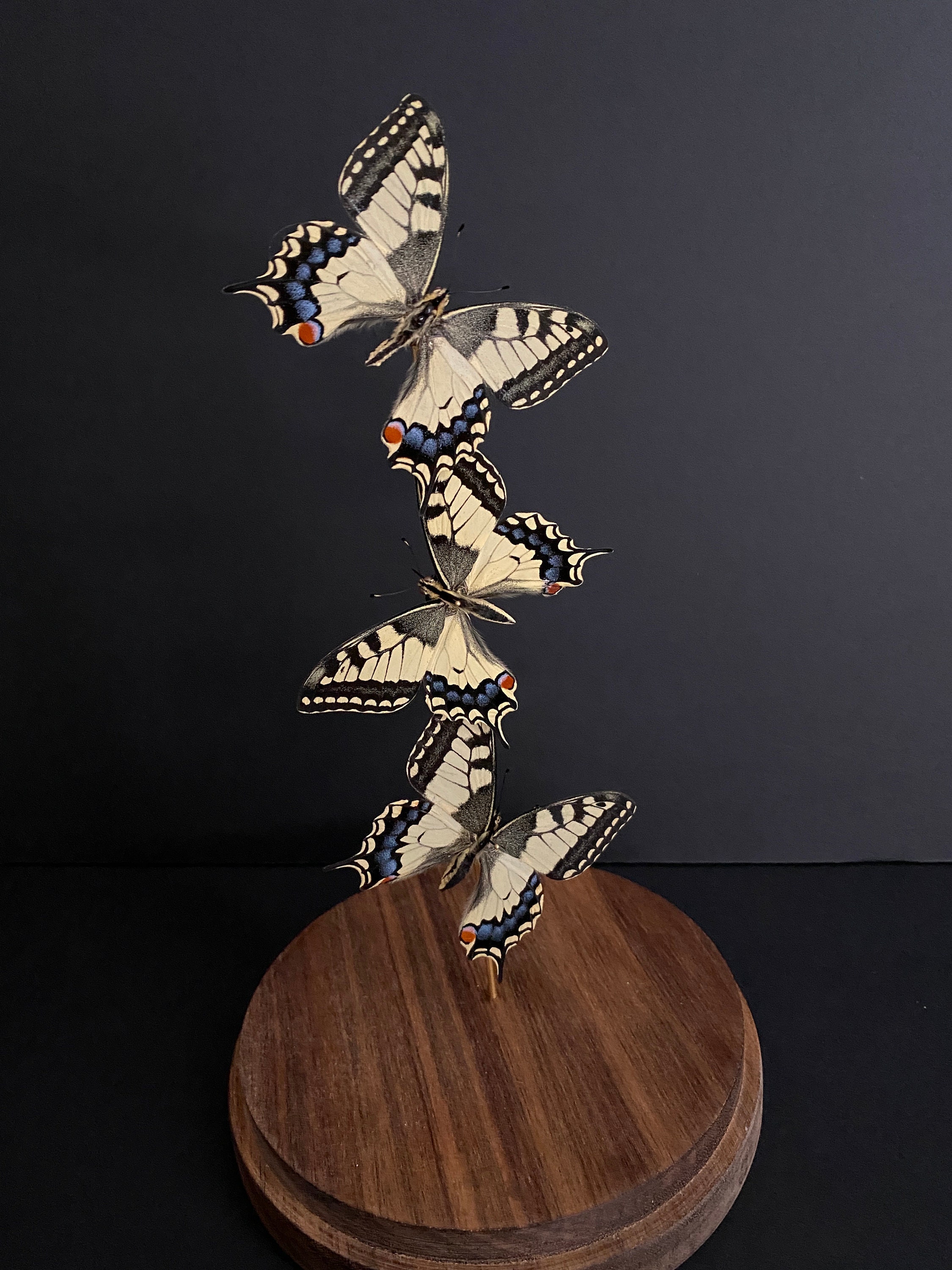 Splendide Envolée de 3 Véritables Papillons Machaon Belgique Sous Globe Contemporain - Cloche Verre 