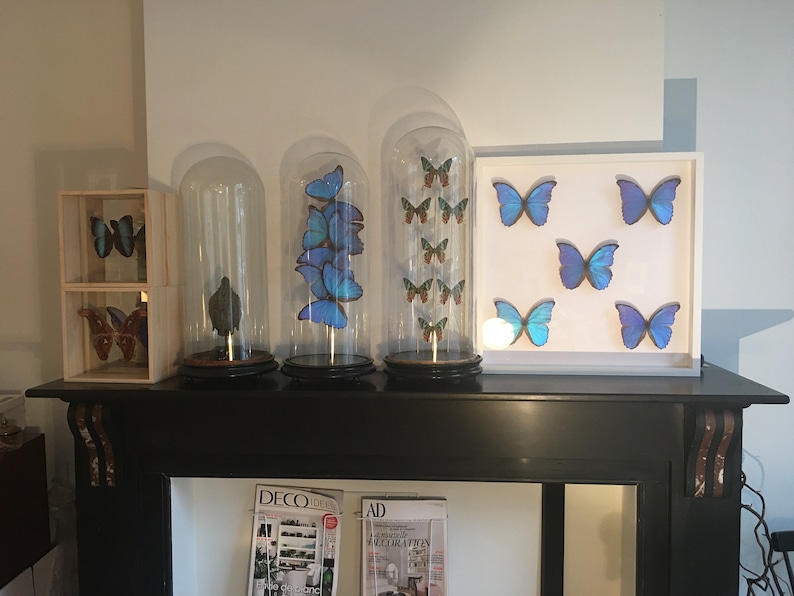 Troides Brookiana naturalized in large white lacquered wooden frame Beautiful composition of 5 Butterfly Morpho Didius the Giants Blue