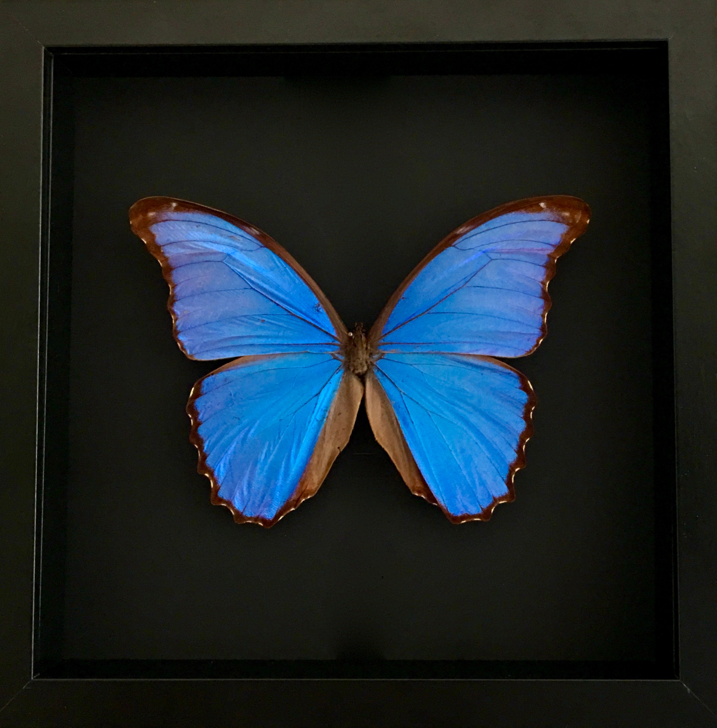 Rare Papillon Morpho Didius Xxl Envergure 16, 2 cm Naturalisé Sous Magnifique Cadre en Bois Laqué No