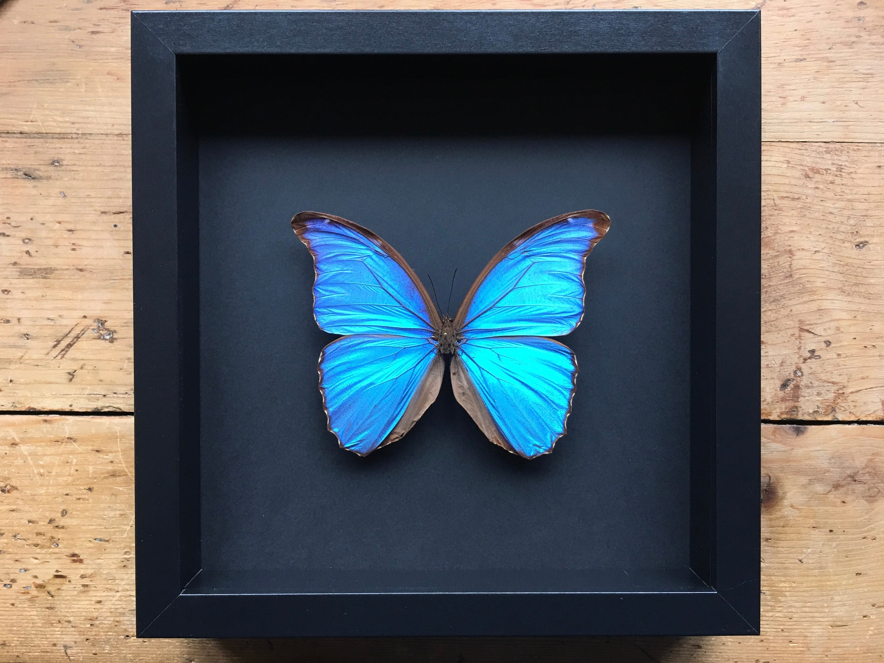 Morpho Didius Naturalisé Du Brésil Sous Magnifique Grand Cadre en Bois Laqué Noir avec Fond - Le Mor