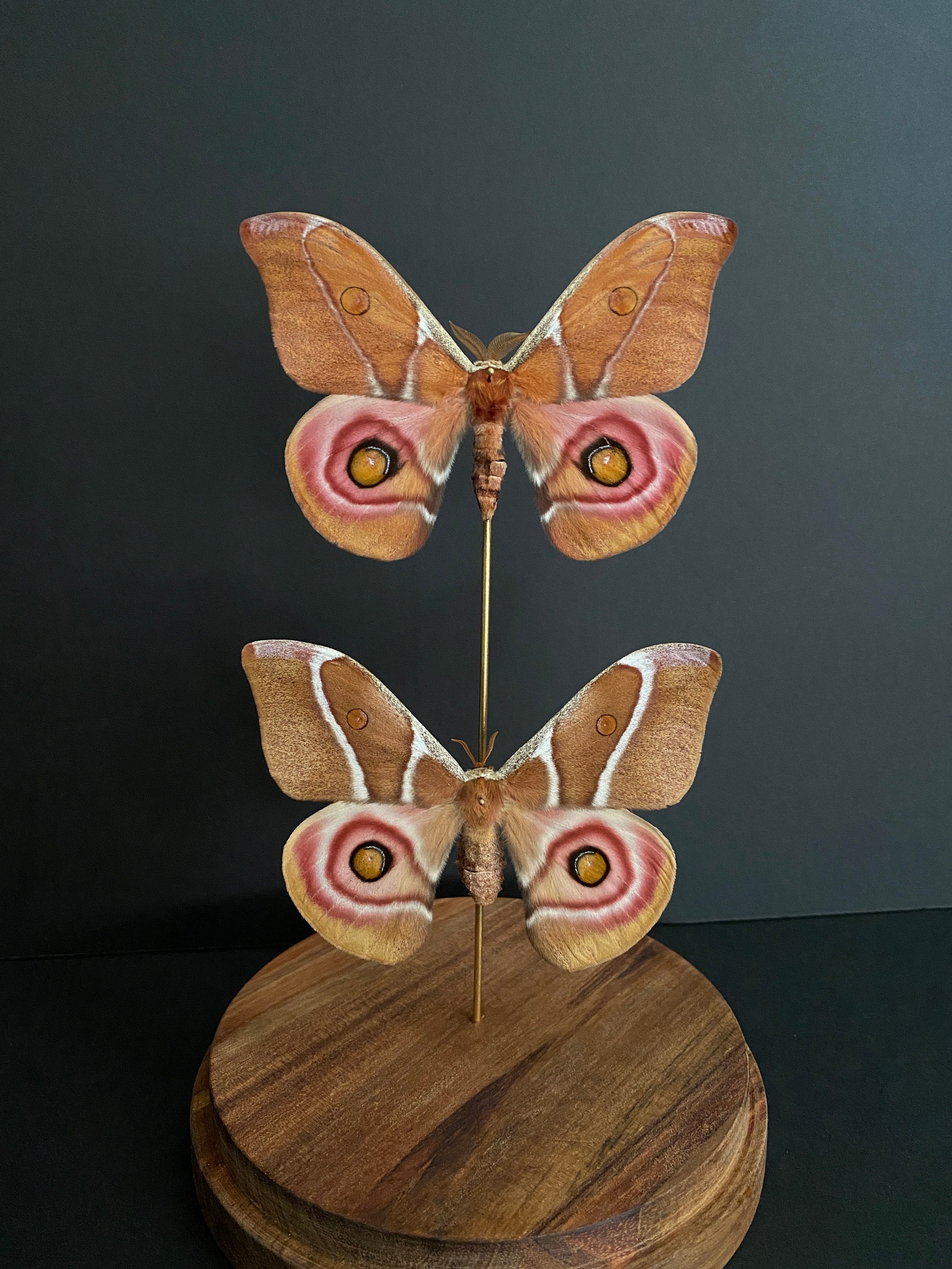 Couple Papillons Antherina Suraka de Madagascar M+F Naturalisés Sous Cloche en Verre et Socle Bois-C