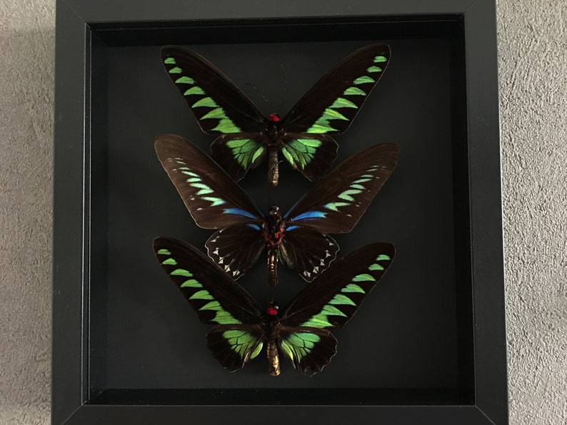 Composition Of 3 Brookiana Troides Butterflies Naturalised Etsy