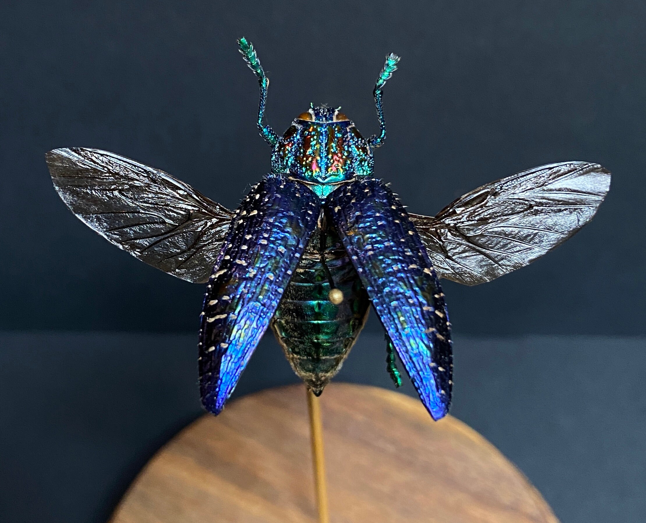 Véritable Polybothris Sumptuosa Gemma de Madagascar Sous Globe Contemporain-Cabinet Curiosités-Cloch