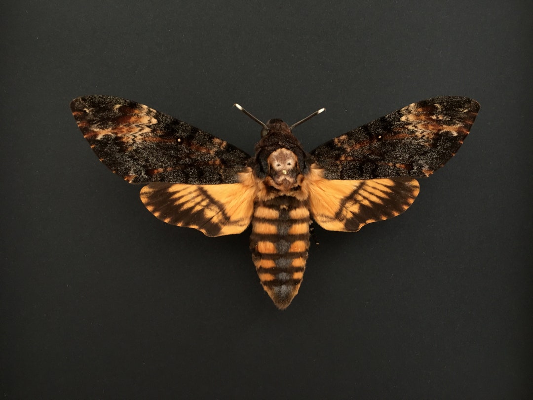 Papillon Sphinx Tête de Mort Acherontia Atropos Femelle envergure XL