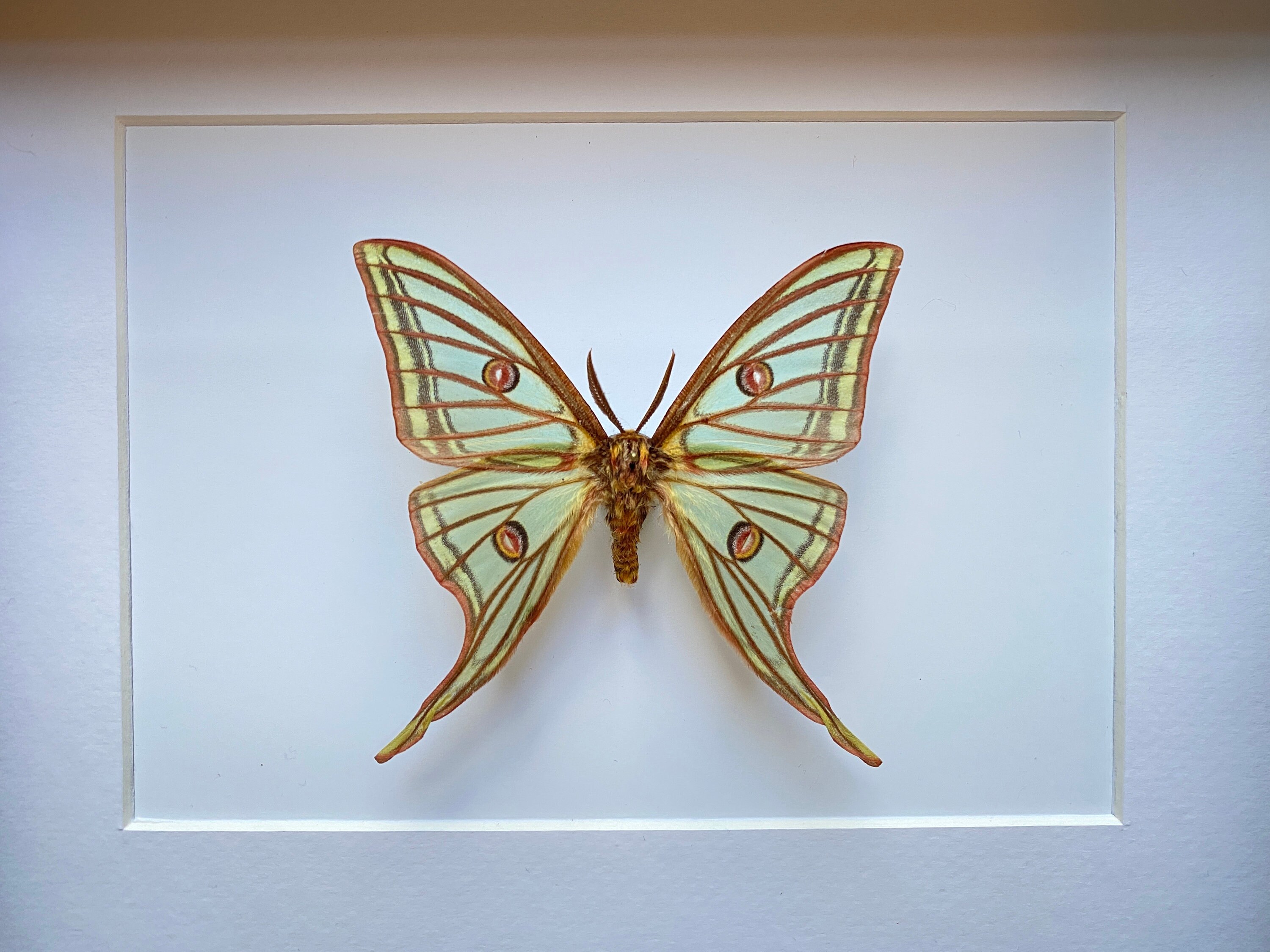 Rare Papilio Graellsia Isabellae d'espagne Naturalisé Appelé Aussi Papillon Vitrail Sous Splendide C