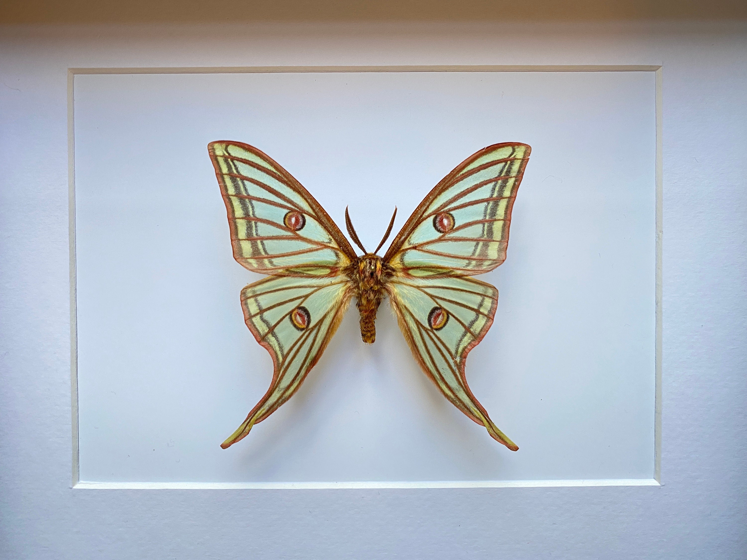 Rare Papilio Graellsia Isabellae d'espagne Naturalisé Appelé Aussi Papillon Vitrail Sous Splendide C