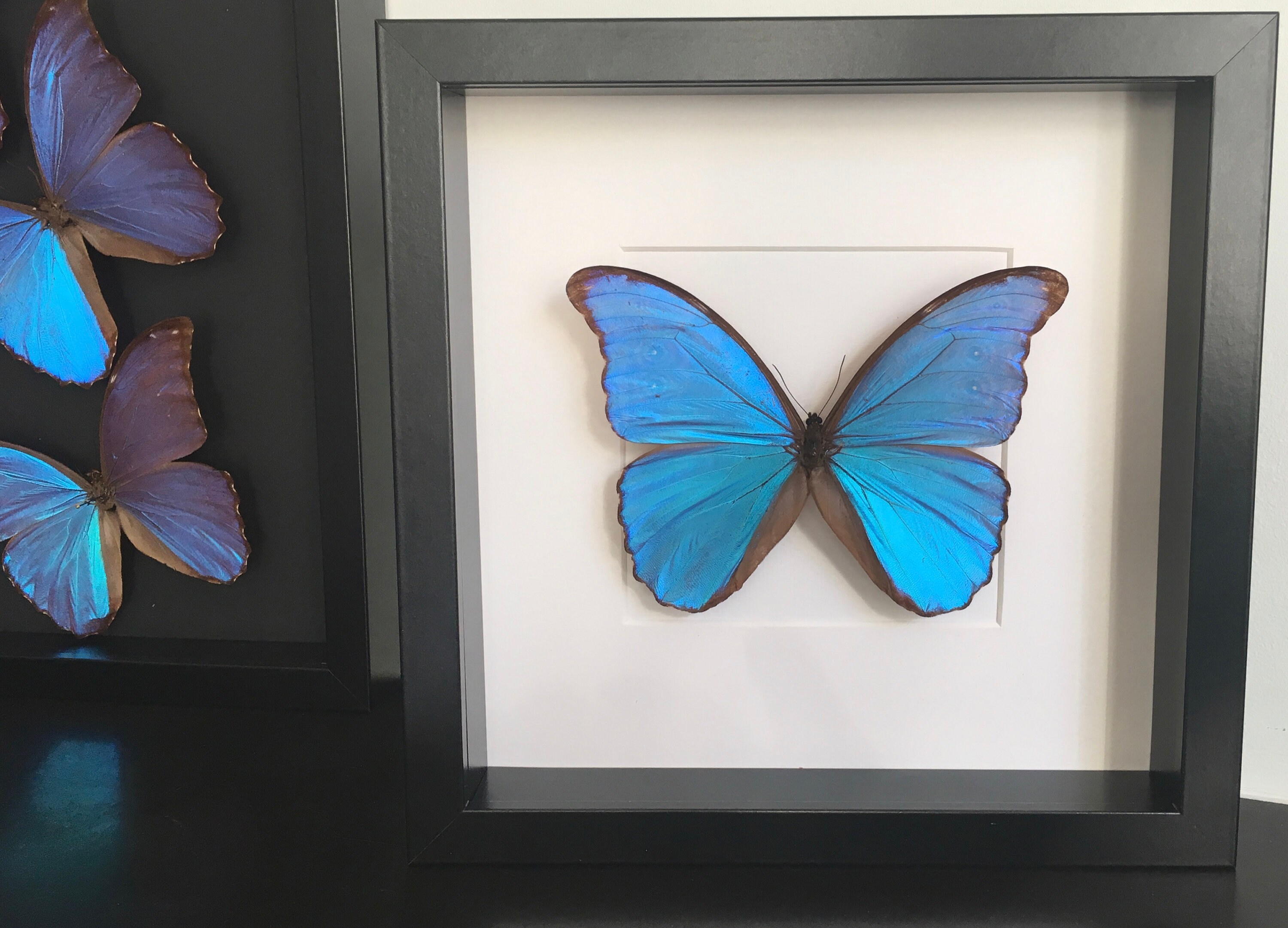 Papillon Morpho Didius Naturalisé Sous Magnifique Cadre en Bois Laqué Noir avec Fond Blanc et Vitre