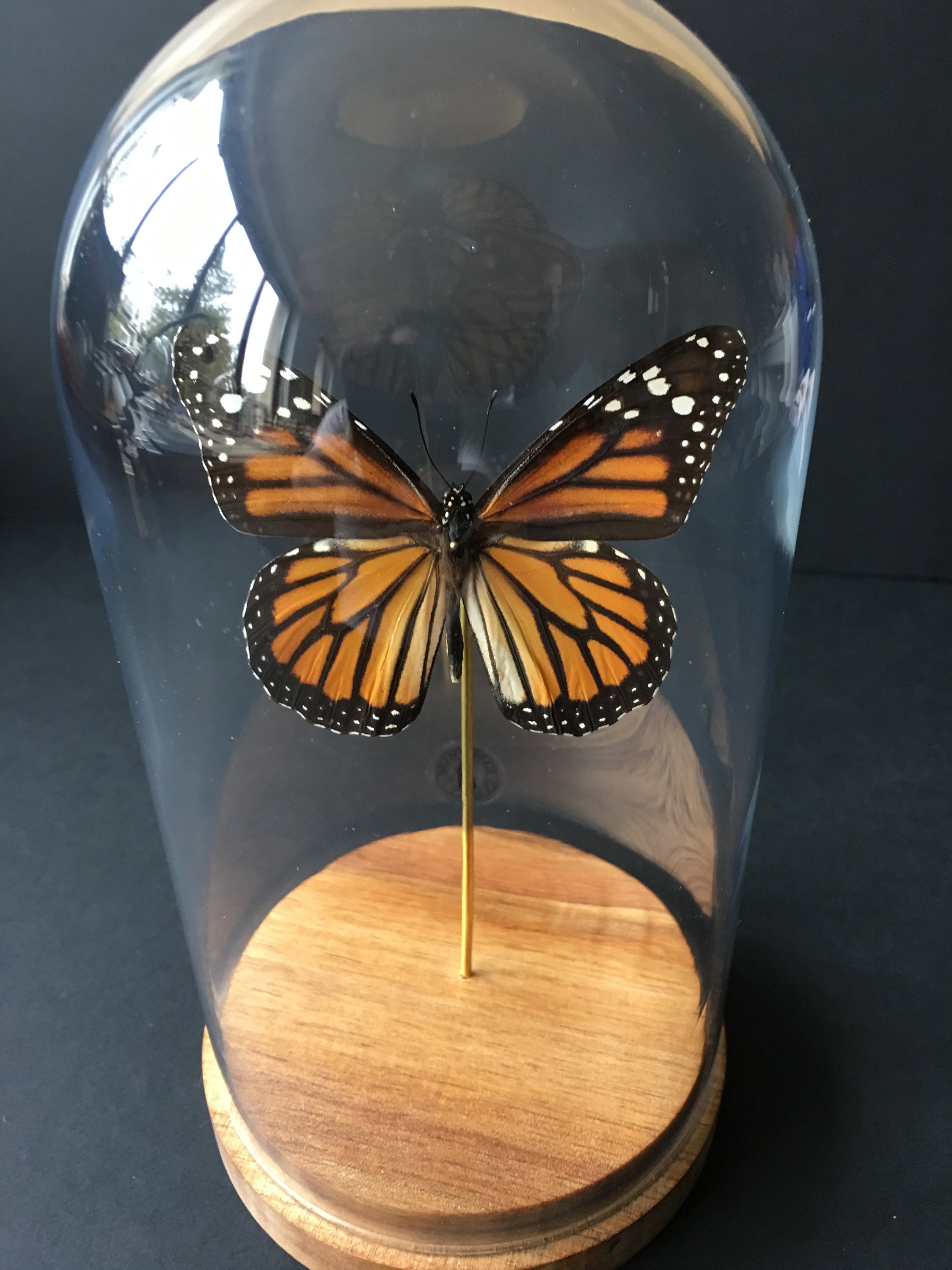 Véritable Papillon Exotique Monarque-Danaus Plexippus Du Pérou Sous Globe Contemporain-Cabinet Curio